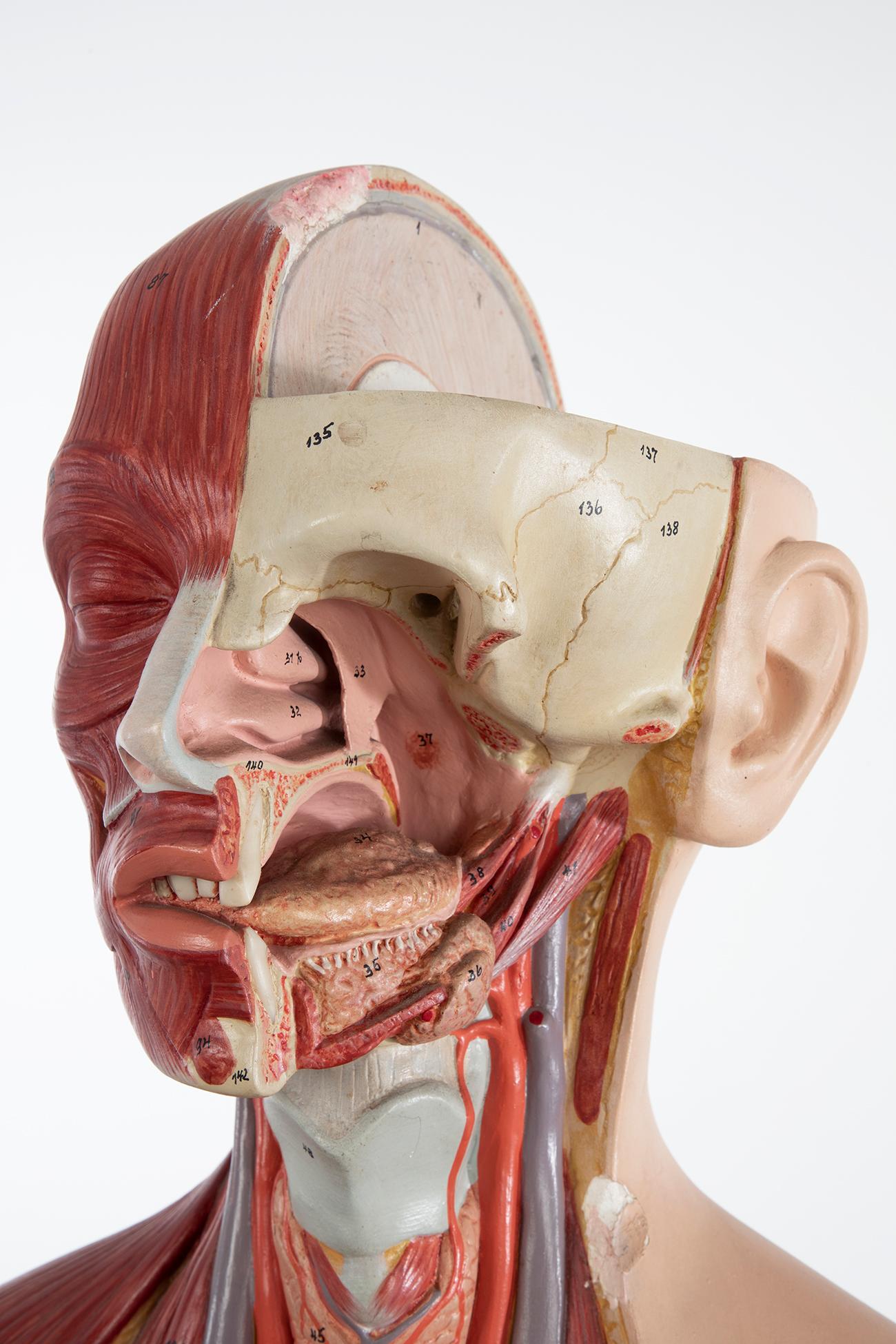 Mid-Century Modern Male Anatomical Torso Somso AS24, 1960