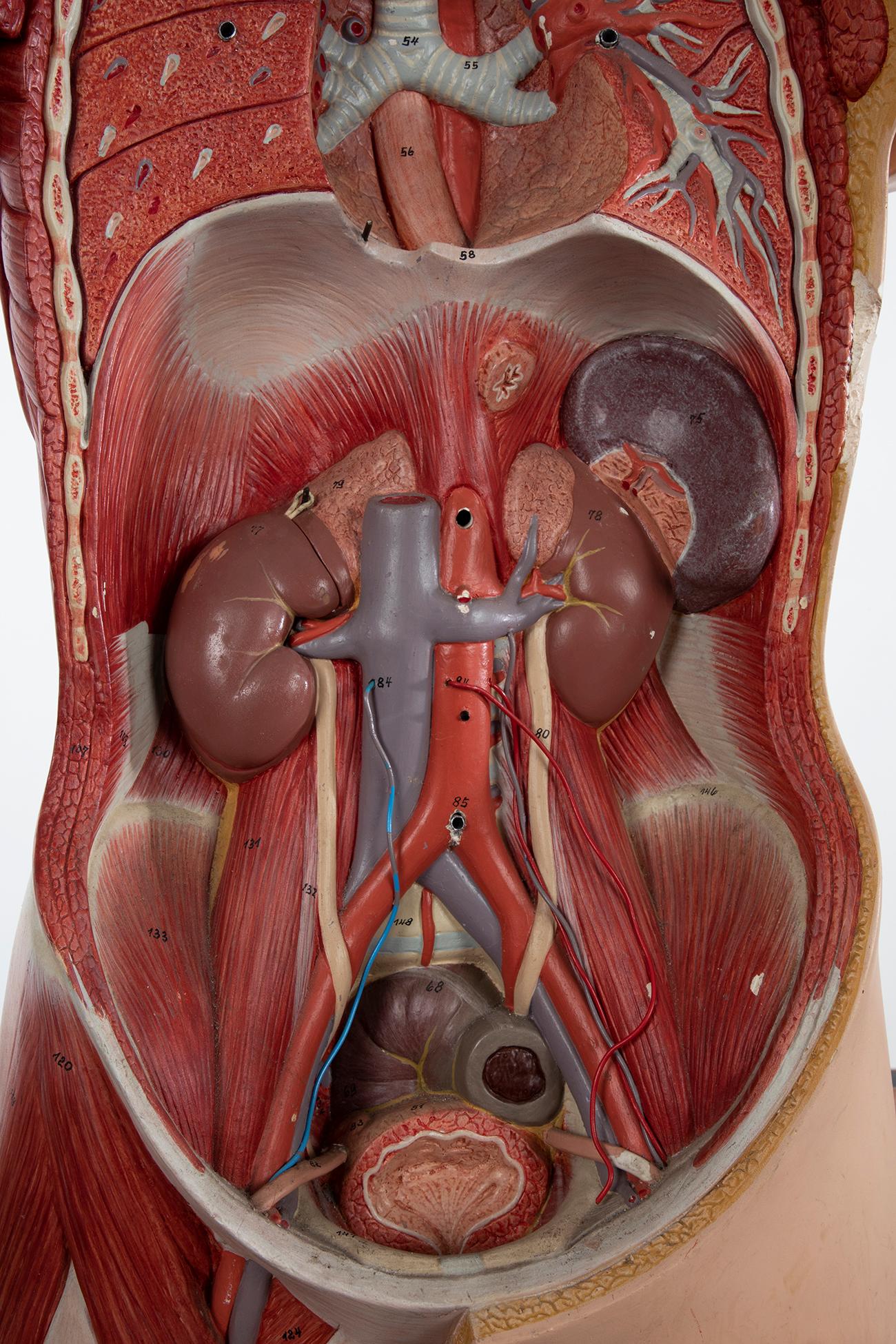 German Male Anatomical Torso Somso AS24, 1960