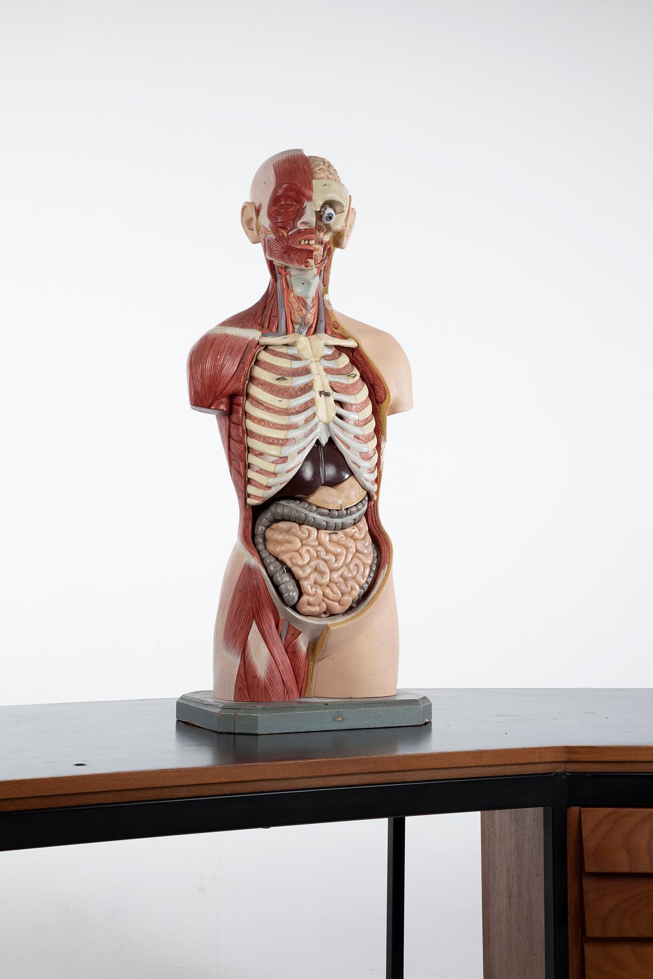 Molded Male Anatomical Torso Somso AS24, 1960