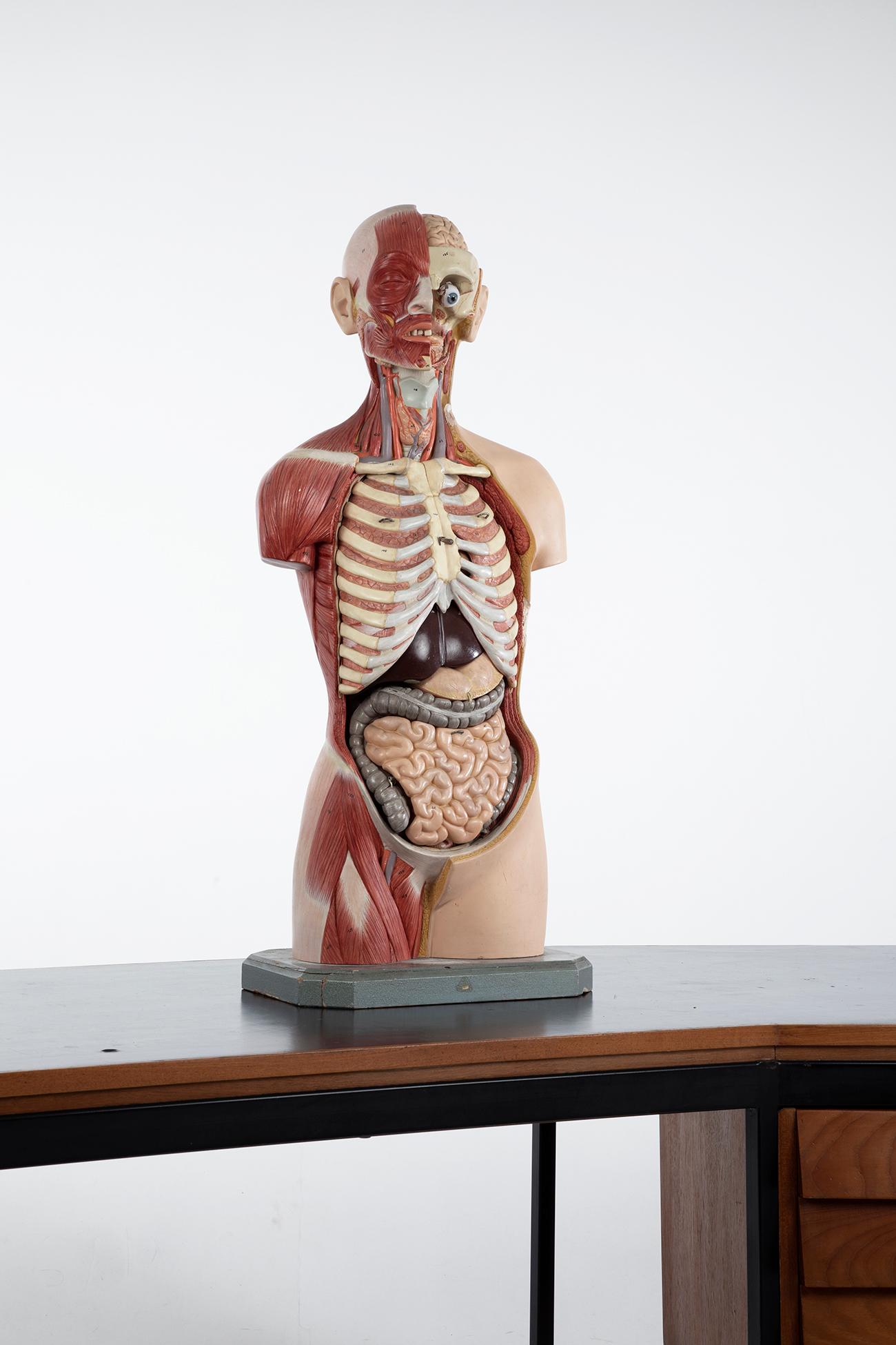 Molded Male Anatomical Torso Somso AS24, 1960 For Sale