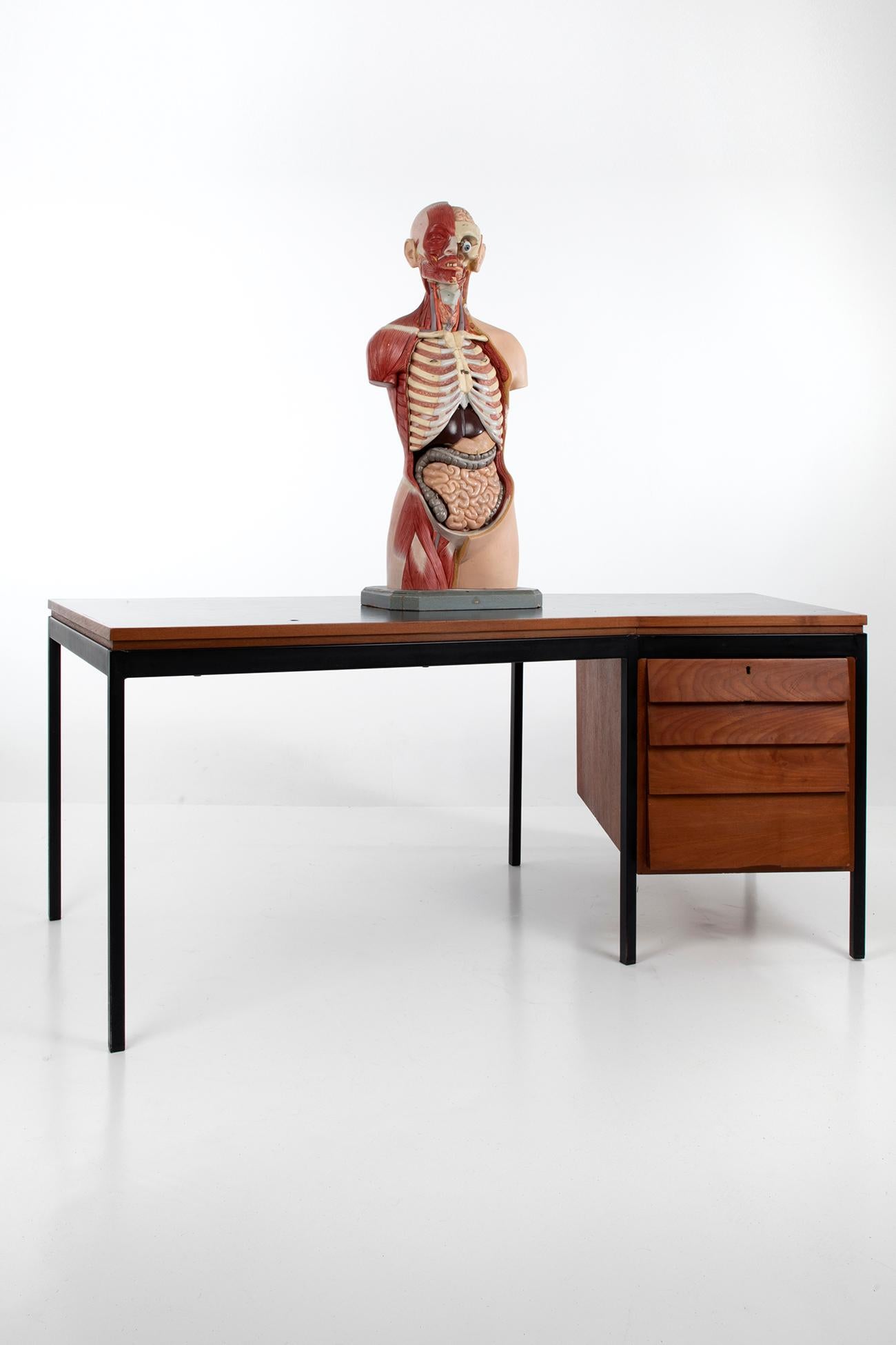 Männlicher anatomischer Torso Somso AS24, 1960 im Angebot 1