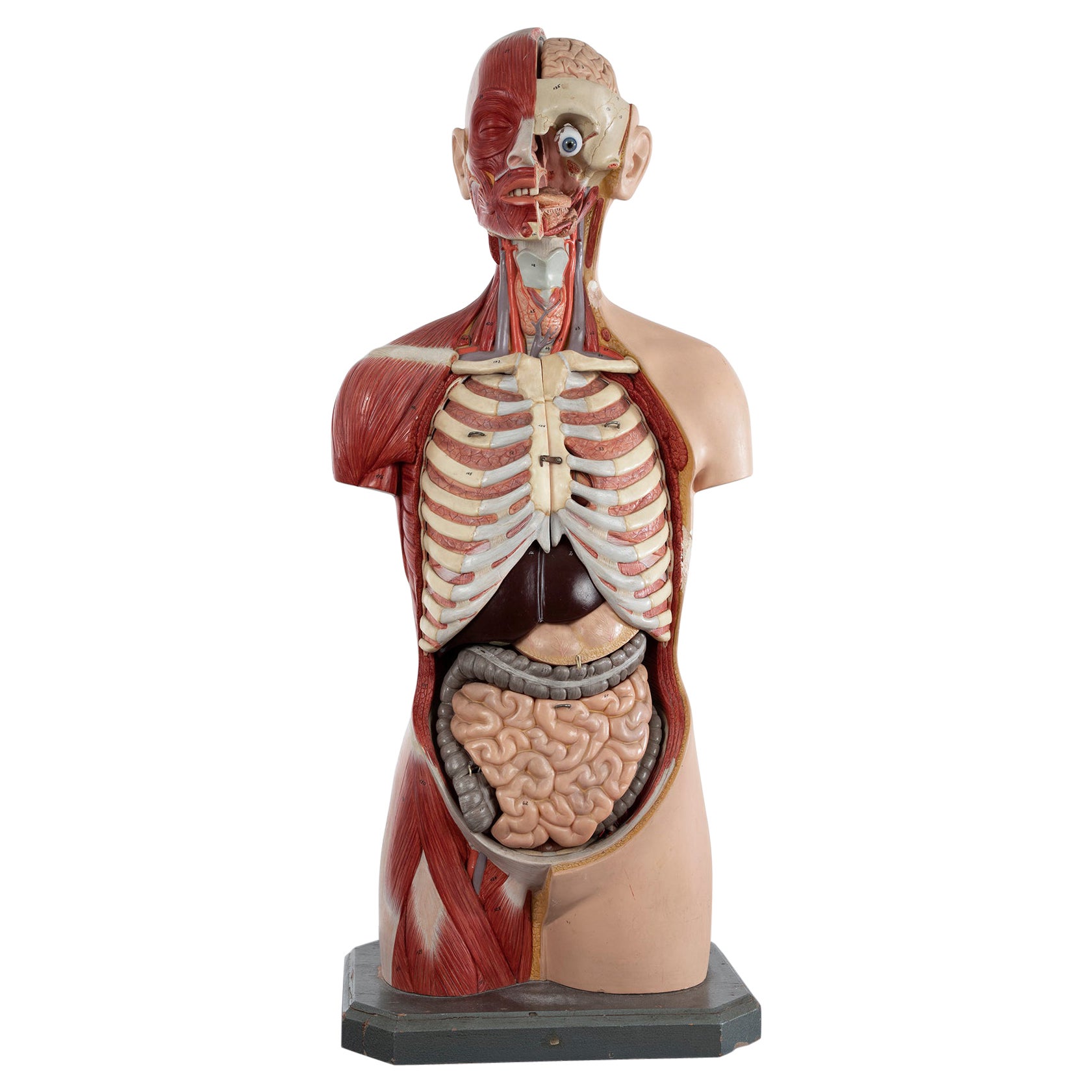 Male Anatomical Torso Somso AS24, 1960