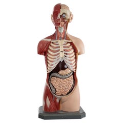 Male Anatomical Torso Somso AS24, 1960