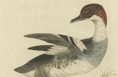 Male Common Merganser Antique Bird Print by Sepp & Nozeman, circa 1809