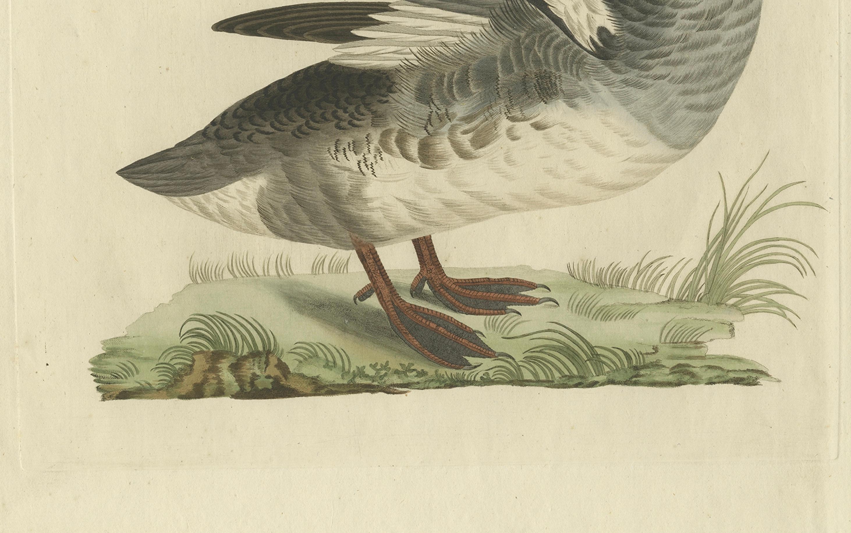 Gravé Impression ancienne d'oiseau de chasseur du Common Merganser masculin par Sepp & Nozeman, 1809 en vente