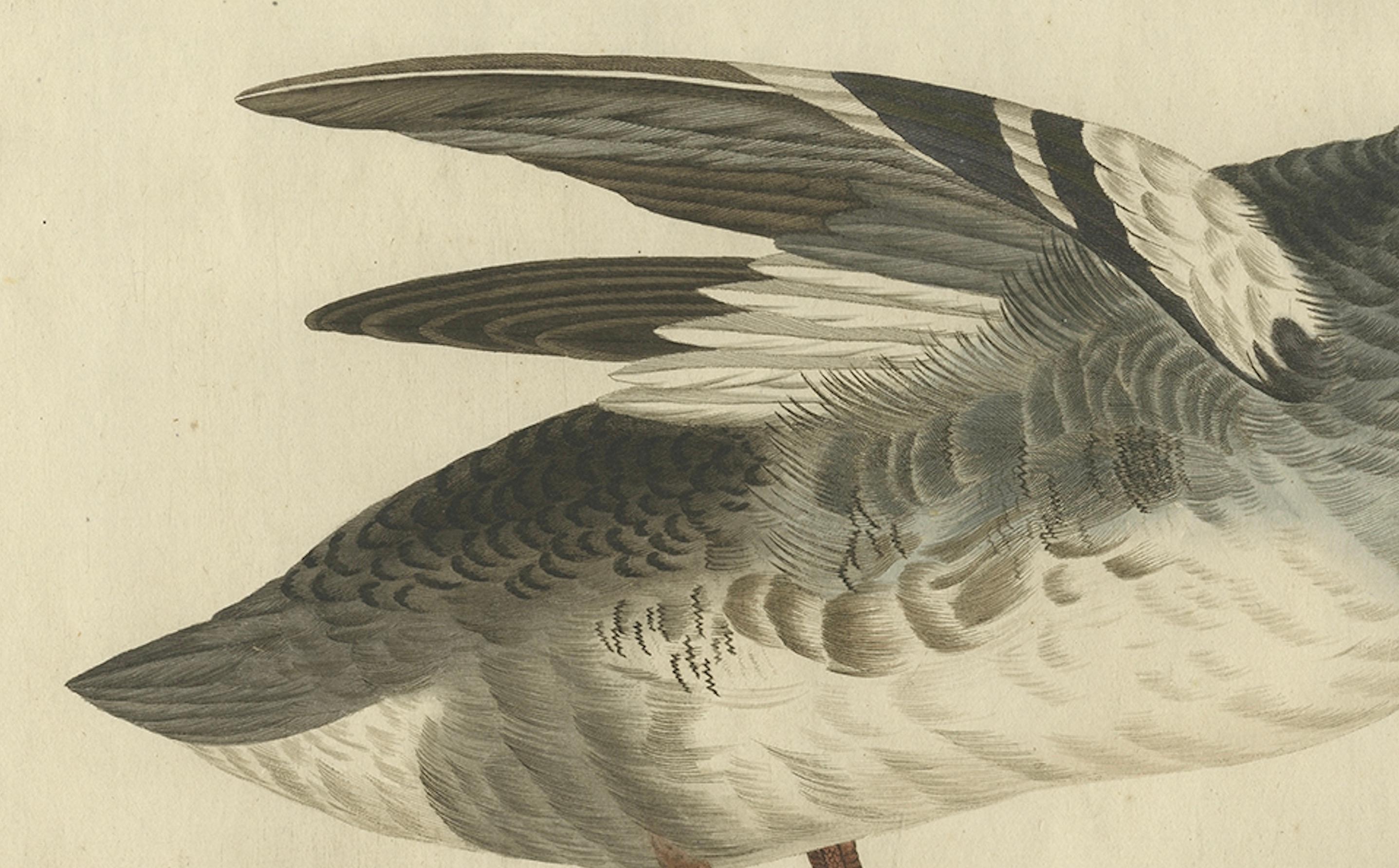 Impression ancienne d'oiseau de chasseur du Common Merganser masculin par Sepp & Nozeman, 1809 Bon état - En vente à Langweer, NL