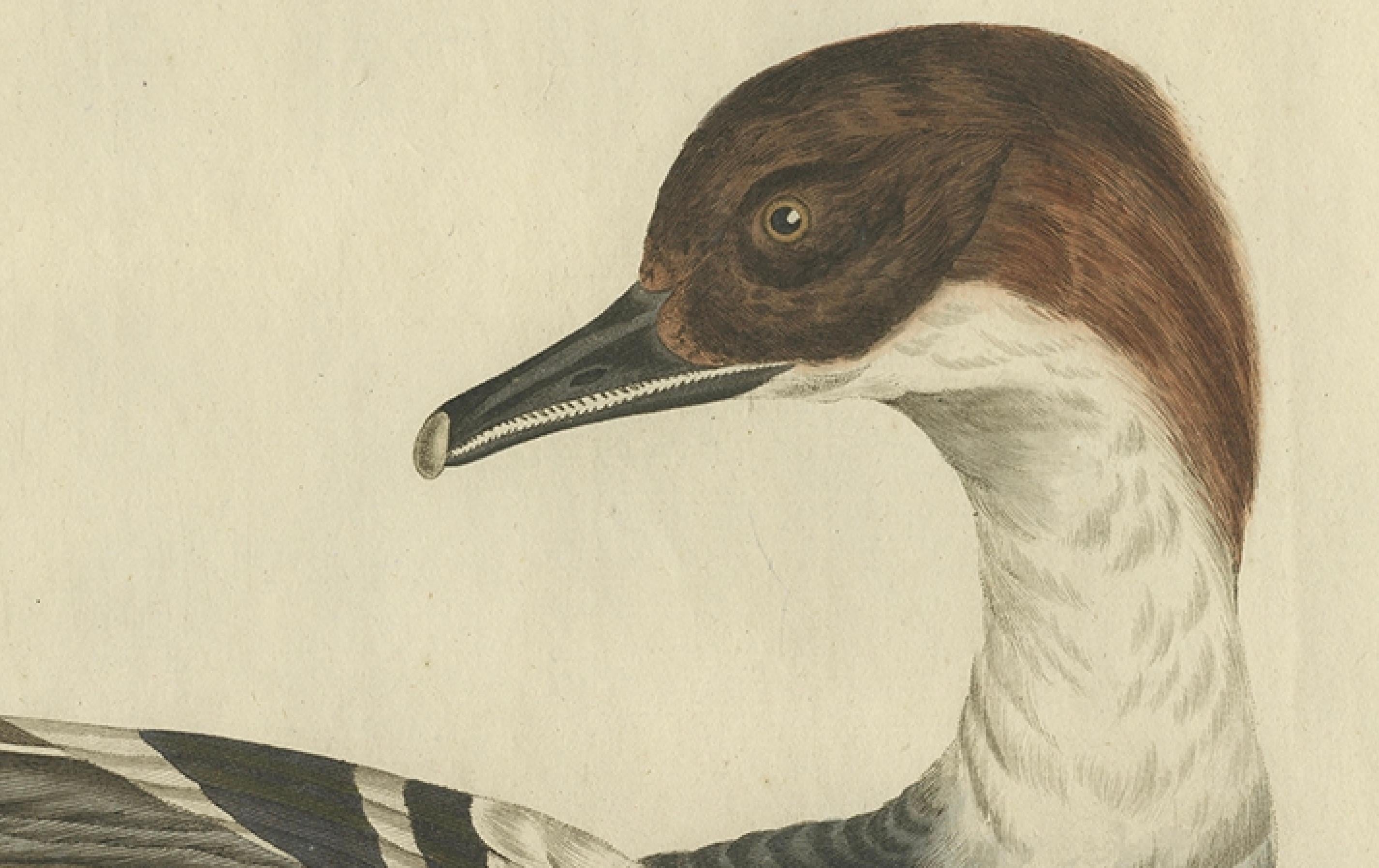 XIXe siècle Impression ancienne d'oiseau de chasseur du Common Merganser masculin par Sepp & Nozeman, 1809 en vente