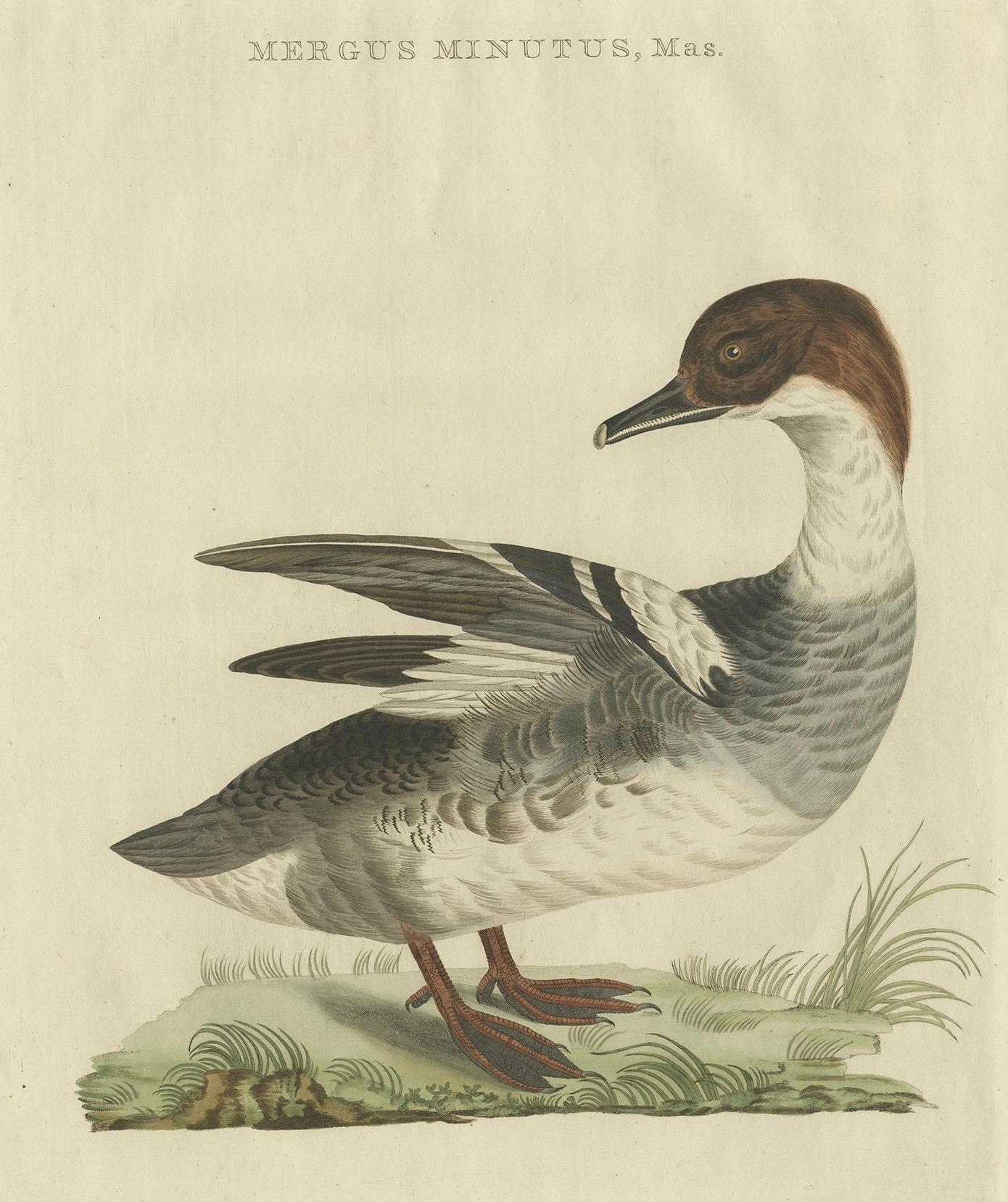 Papier Impression ancienne d'oiseau de chasseur du Common Merganser masculin par Sepp & Nozeman, 1809 en vente