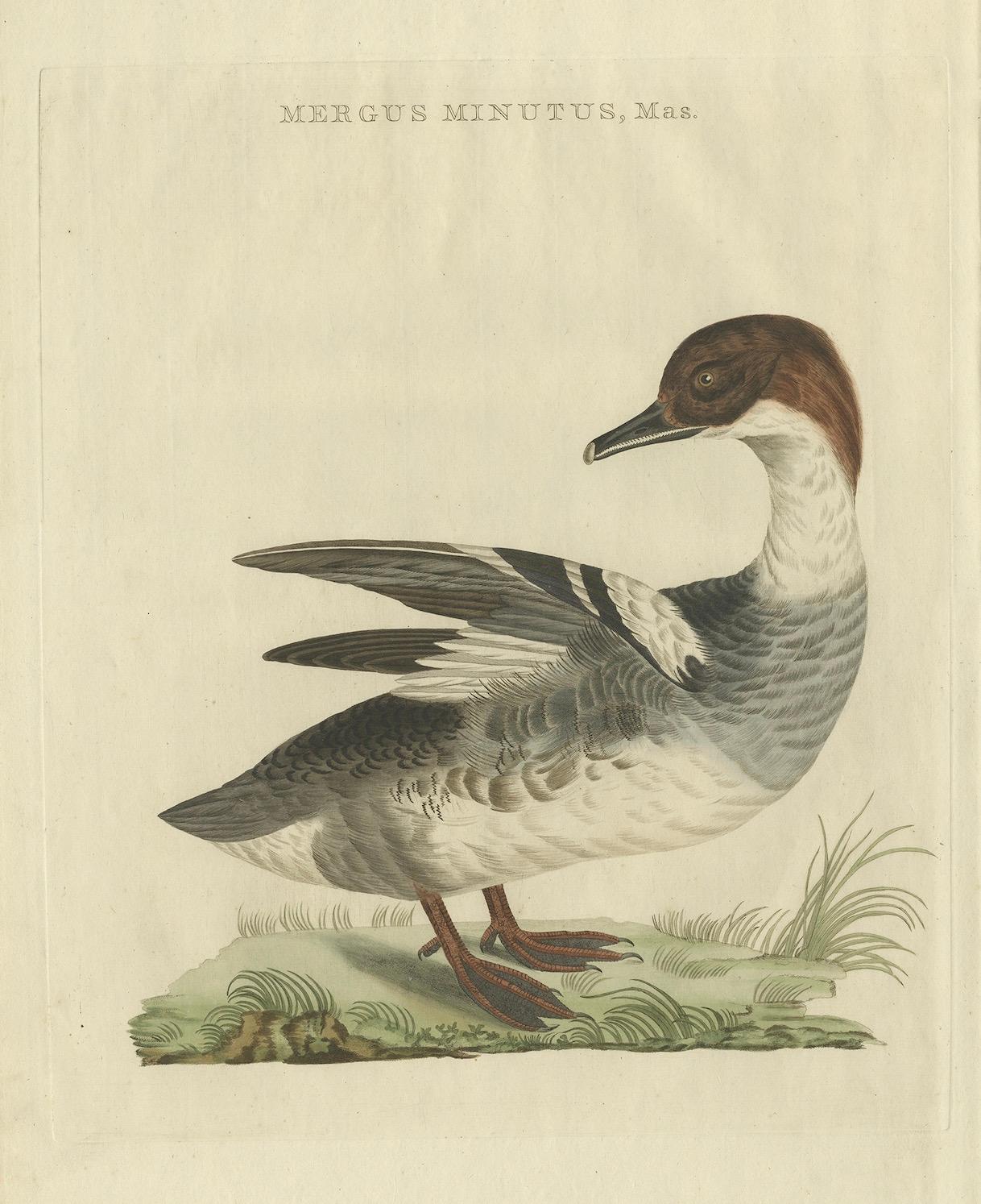Impression ancienne d'oiseau de chasseur du Common Merganser masculin par Sepp & Nozeman, 1809 en vente 1