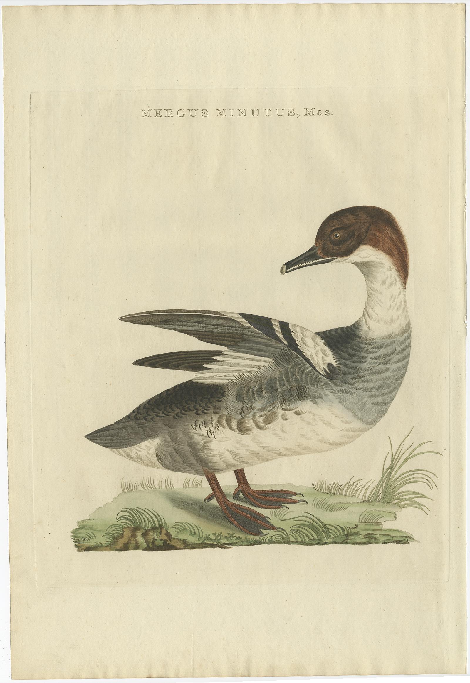Impression ancienne d'oiseau de chasseur du Common Merganser masculin par Sepp & Nozeman, 1809 en vente 3