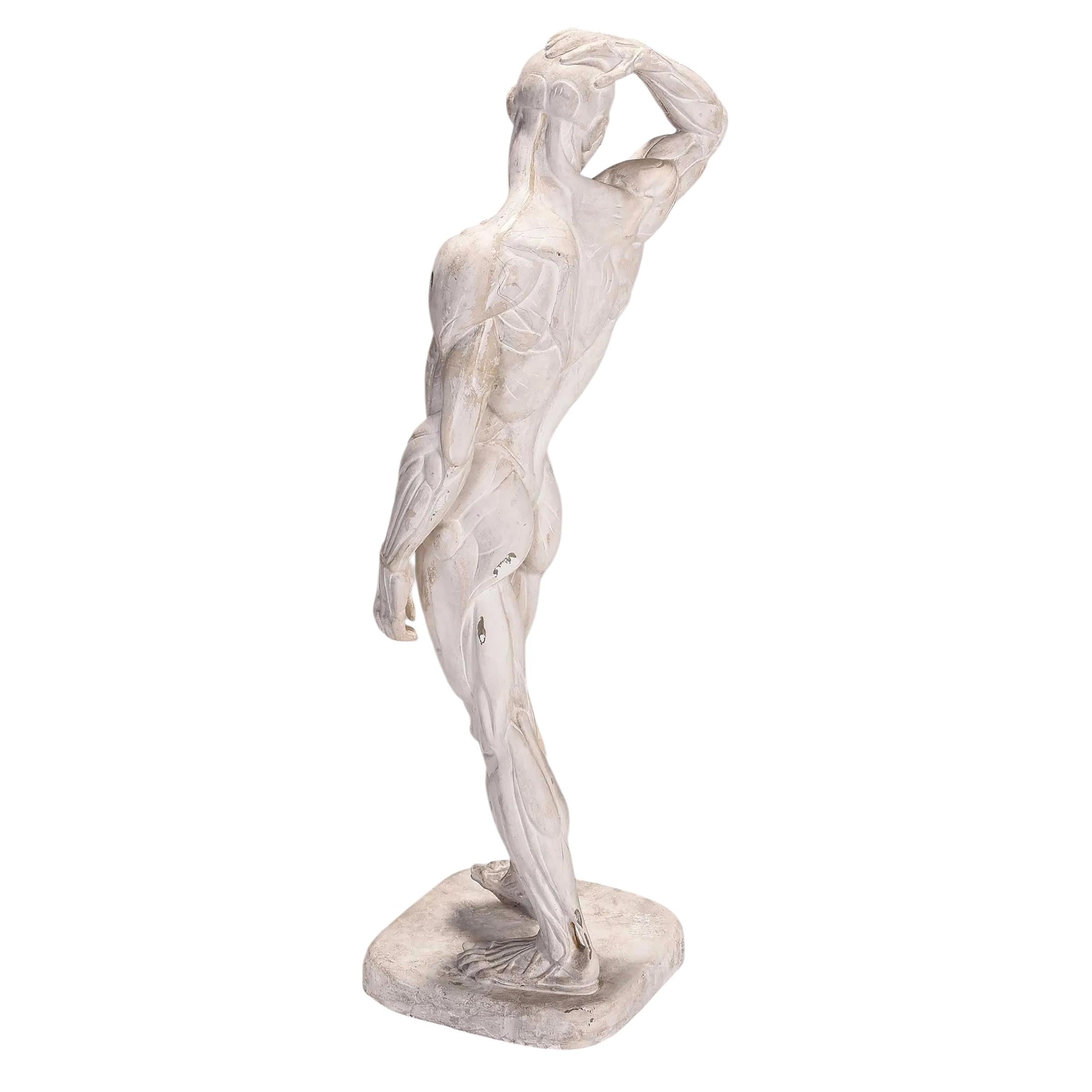 Sculture maschili Écorché di Brenda Putnam, 1939 ca. in vendita 3