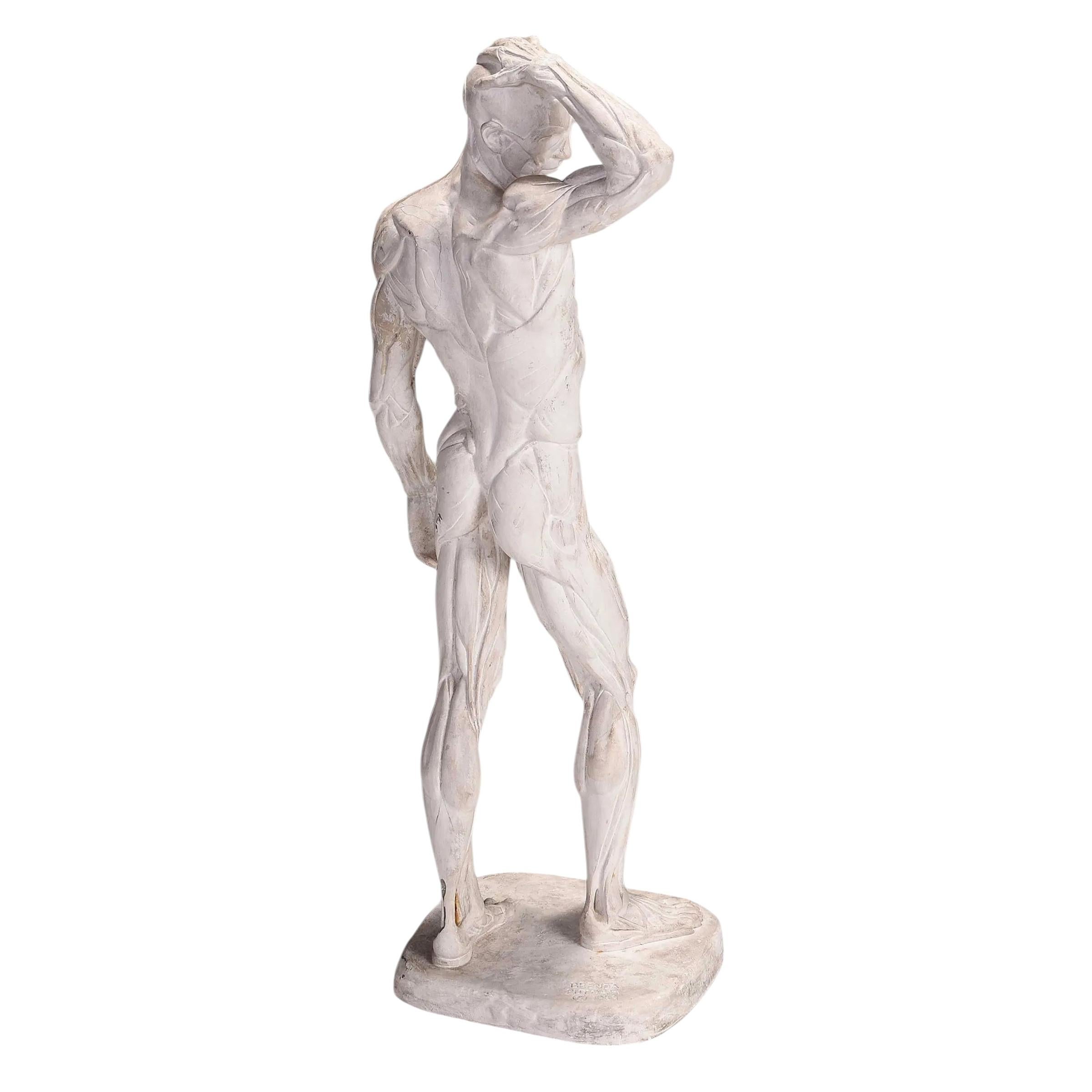 Sculture maschili Écorché di Brenda Putnam, 1939 ca. in vendita 4