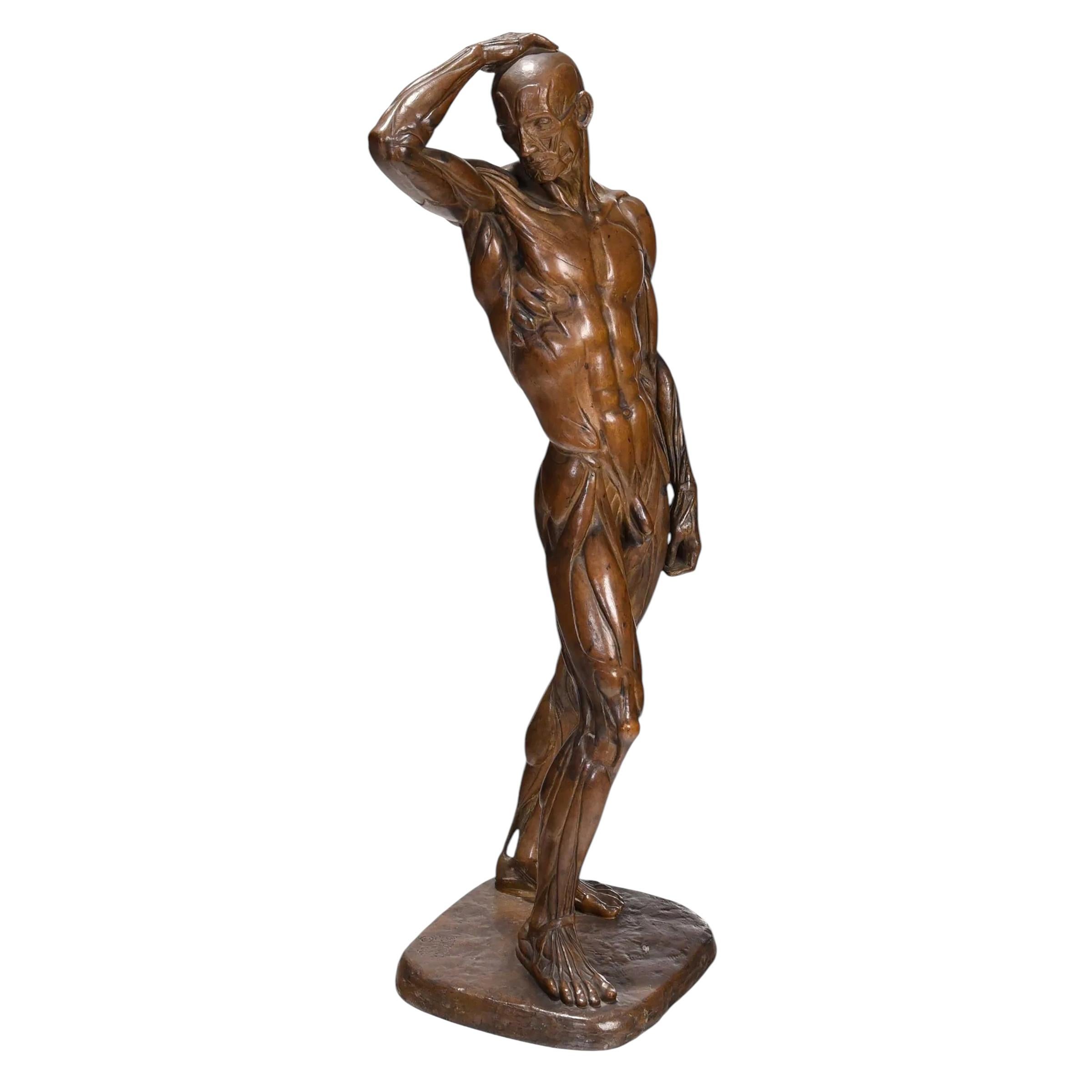 Americano Sculture maschili Écorché di Brenda Putnam, 1939 ca. in vendita