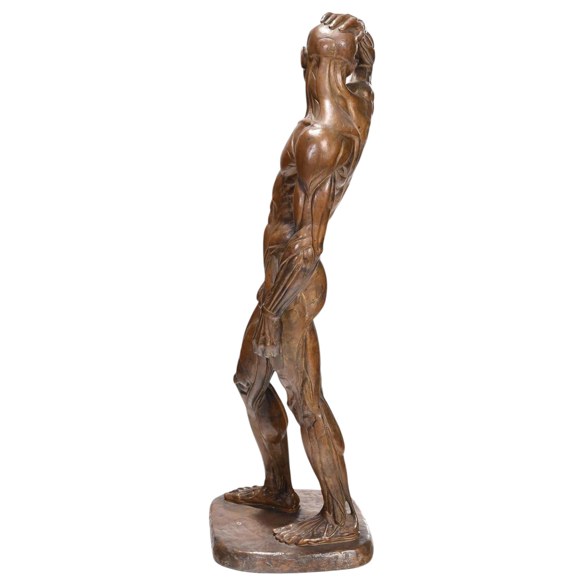 Sculture maschili Écorché di Brenda Putnam, 1939 ca. In condizioni buone in vendita a Chicago, IL