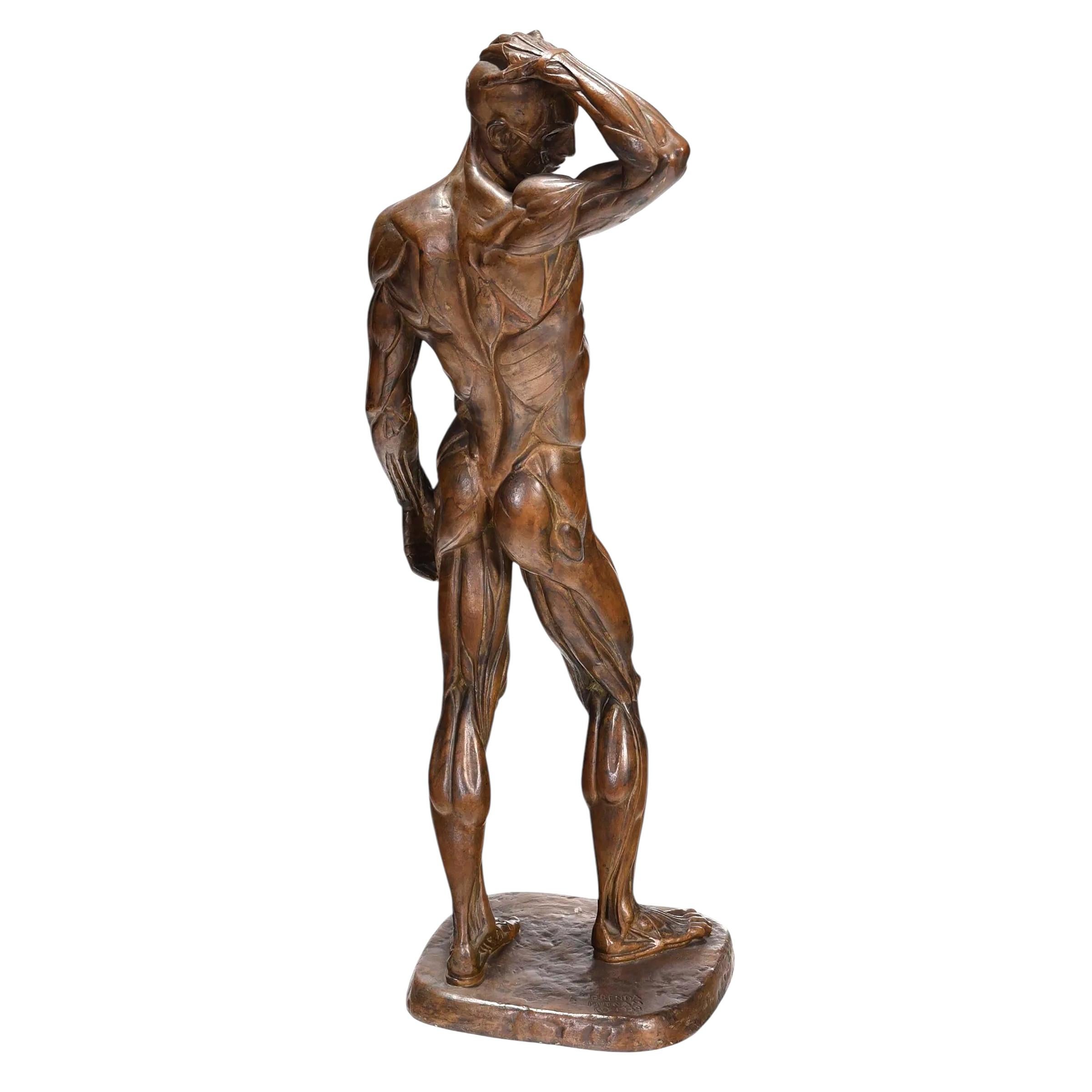 Metà XX secolo Sculture maschili Écorché di Brenda Putnam, 1939 ca. in vendita