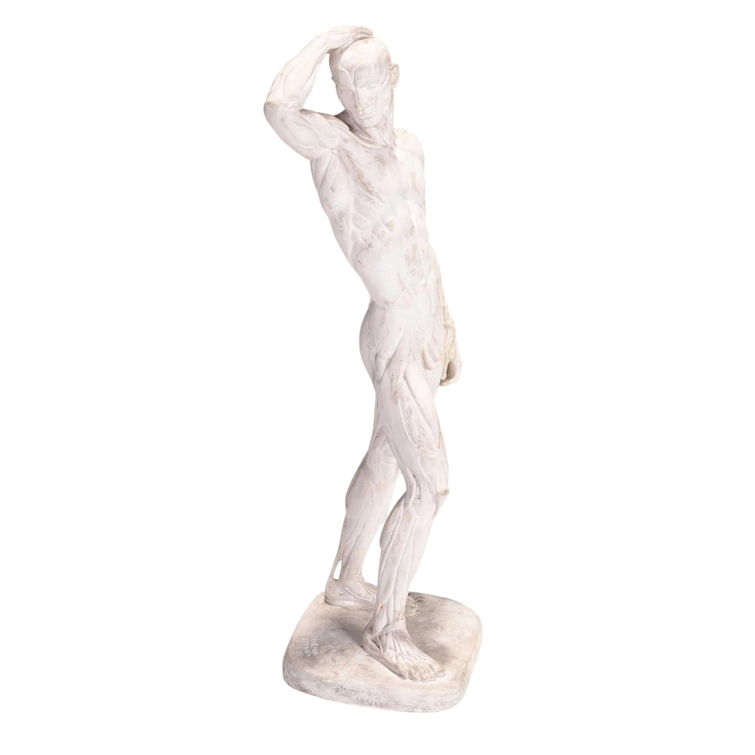 Sculture maschili Écorché di Brenda Putnam, 1939 ca. in vendita 1