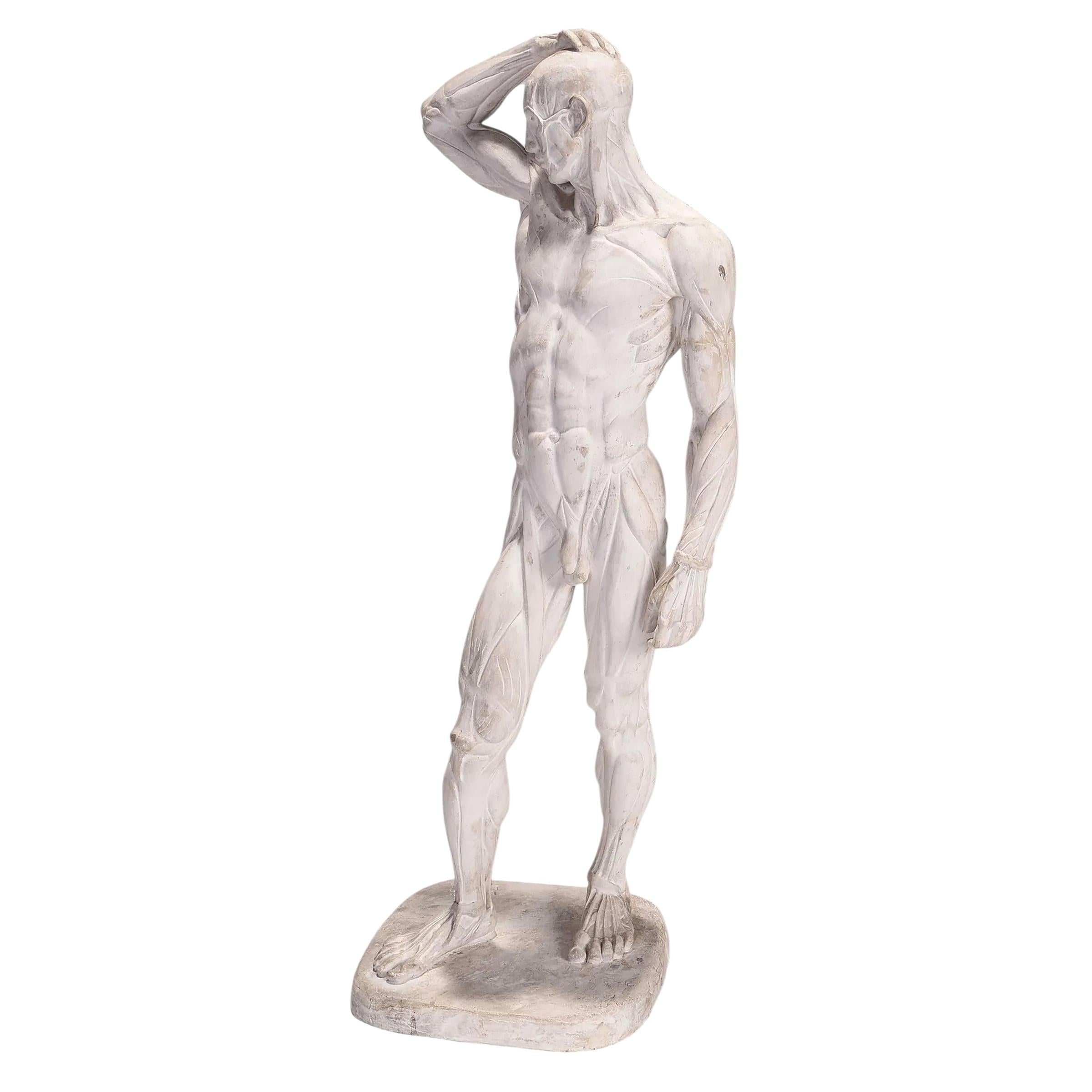 Sculture maschili Écorché di Brenda Putnam, 1939 ca. in vendita 2