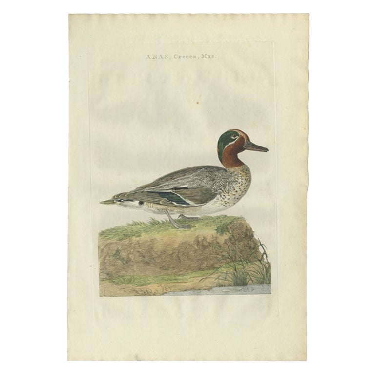 Antiker Druck mit dem Titel 'Anas, Crecca, Mas'. Dieser Druck zeigt die männliche Krickente (niederländisch: Wintertaling). Die Krickente (Anas crecca) ist eine häufige und weit verbreitete Entenart, die in den gemäßigten Zonen Eurasiens brütet und