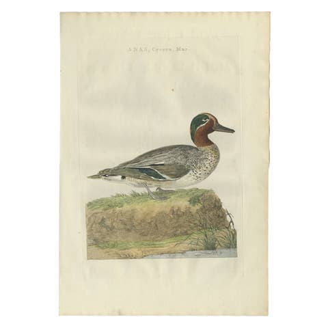 Male Eurasian Teal – Antique Dutch Bird Print by Sepp & Nozeman, 1789