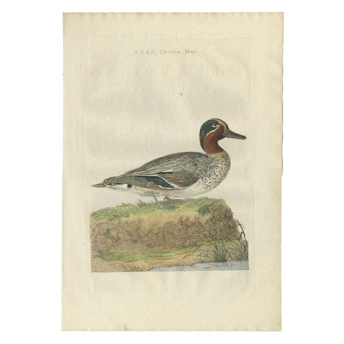 Male Eurasian Teal, Antique Dutch Bird Print by Sepp & Nozeman, 1789