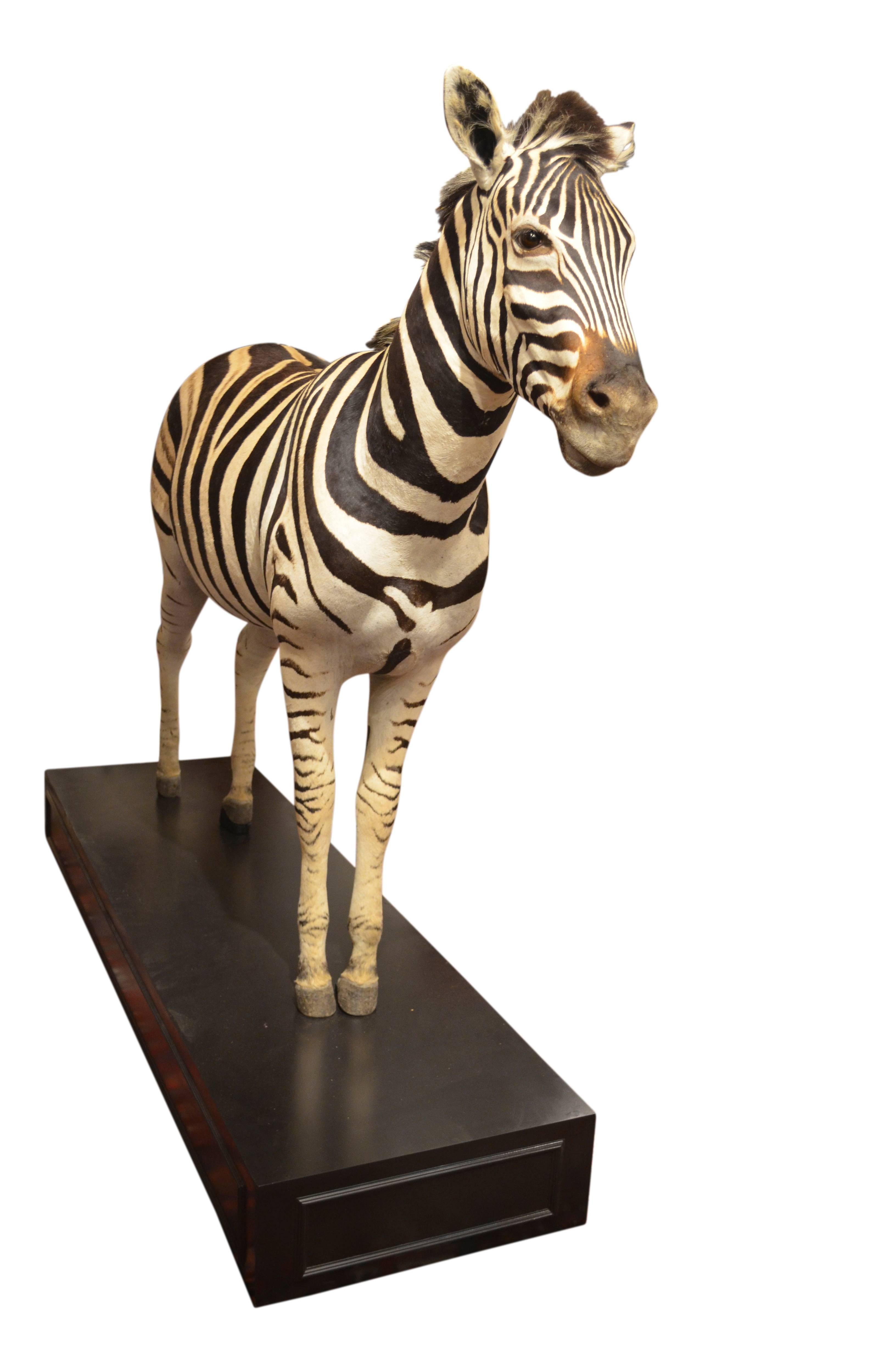 A wonderful example of a male taxidermy full mount South African Burchell's (Plains) Zebra: Equus Quagga, on ebonized stand.
    