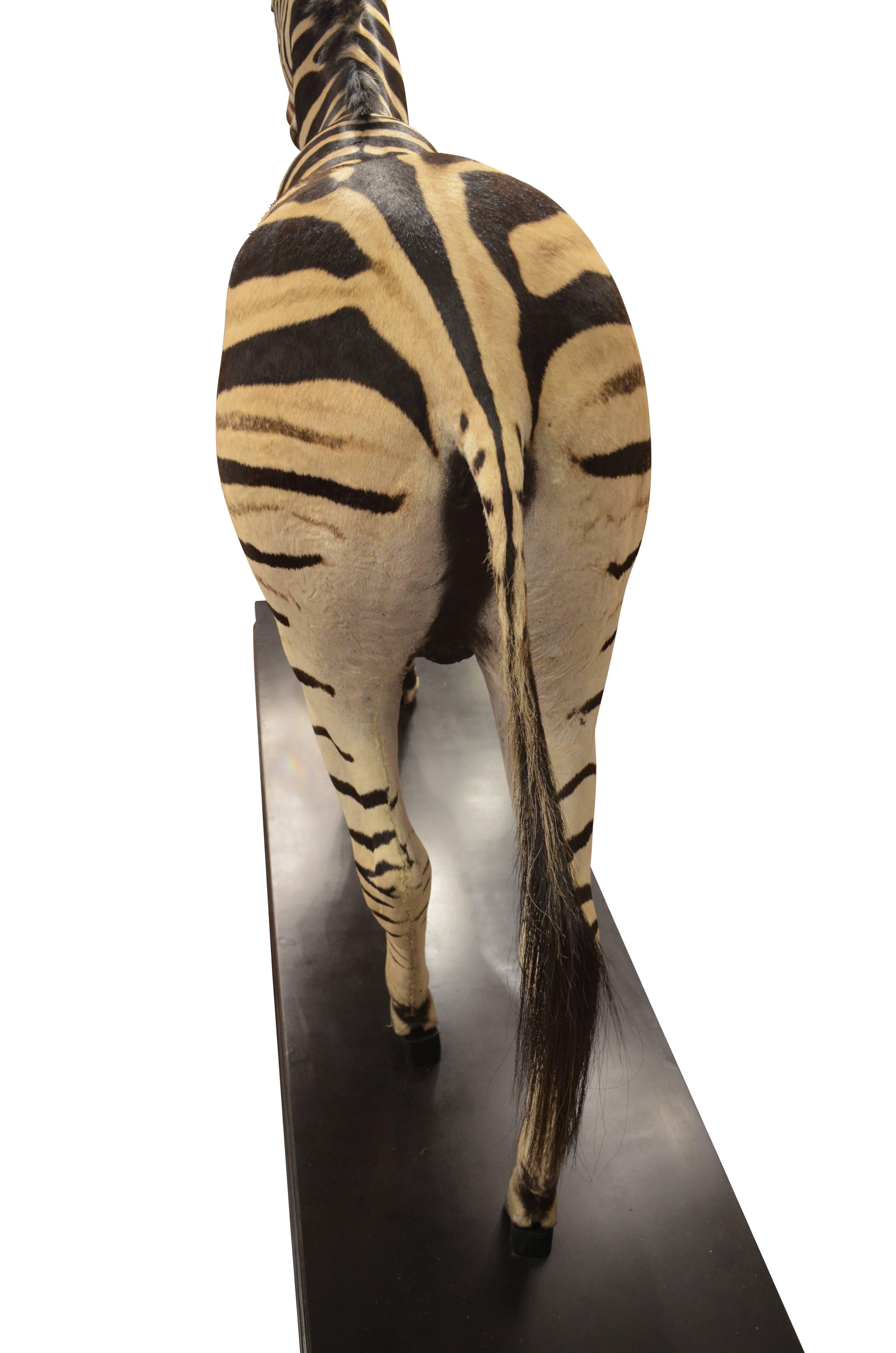 Male Full Mount Taxidermy Burchell's Plains Zebra on Ebonized Stand In Excellent Condition For Sale In London, GB