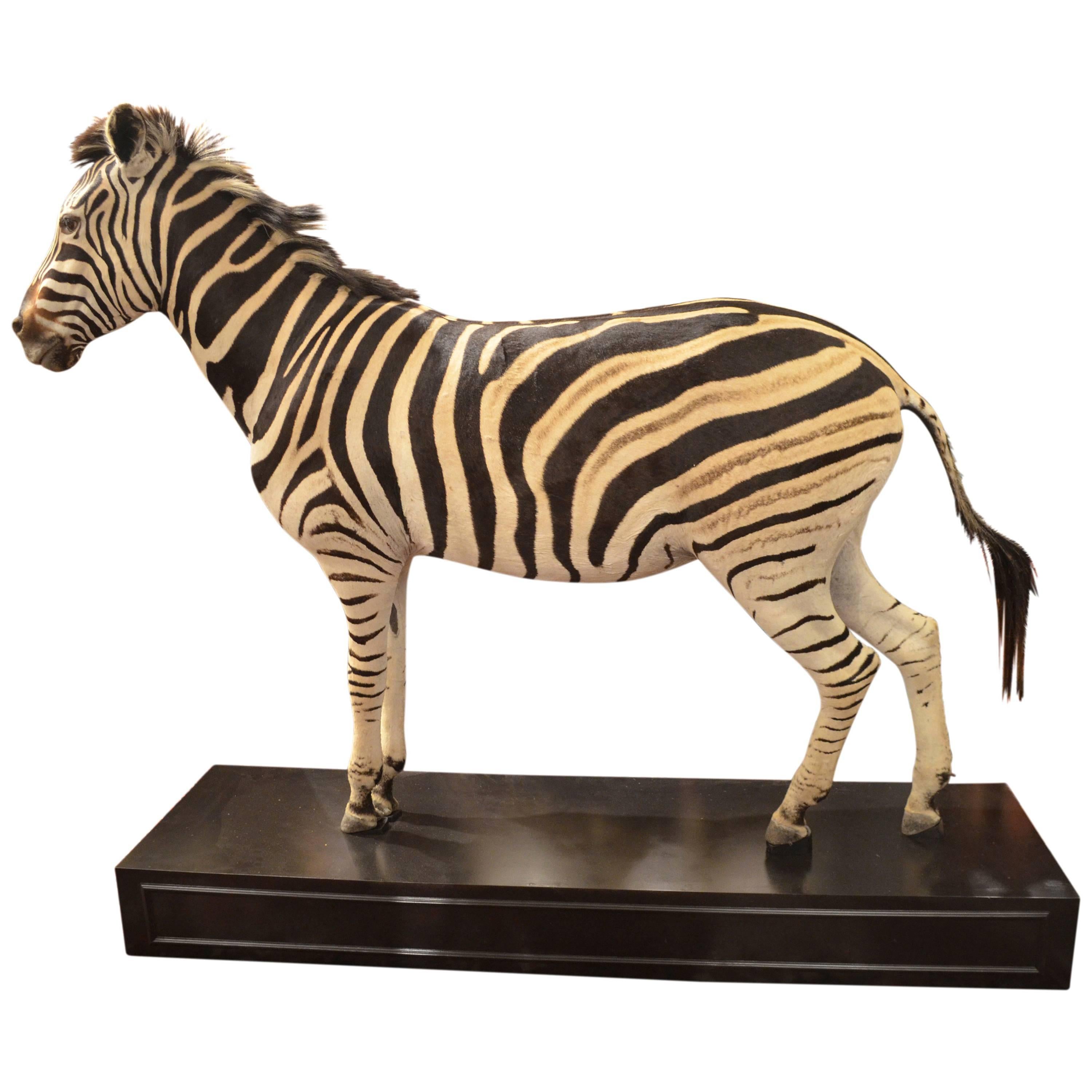 Male Full Mount Taxidermy Burchell's Plains Zebra on Ebonized Stand For Sale