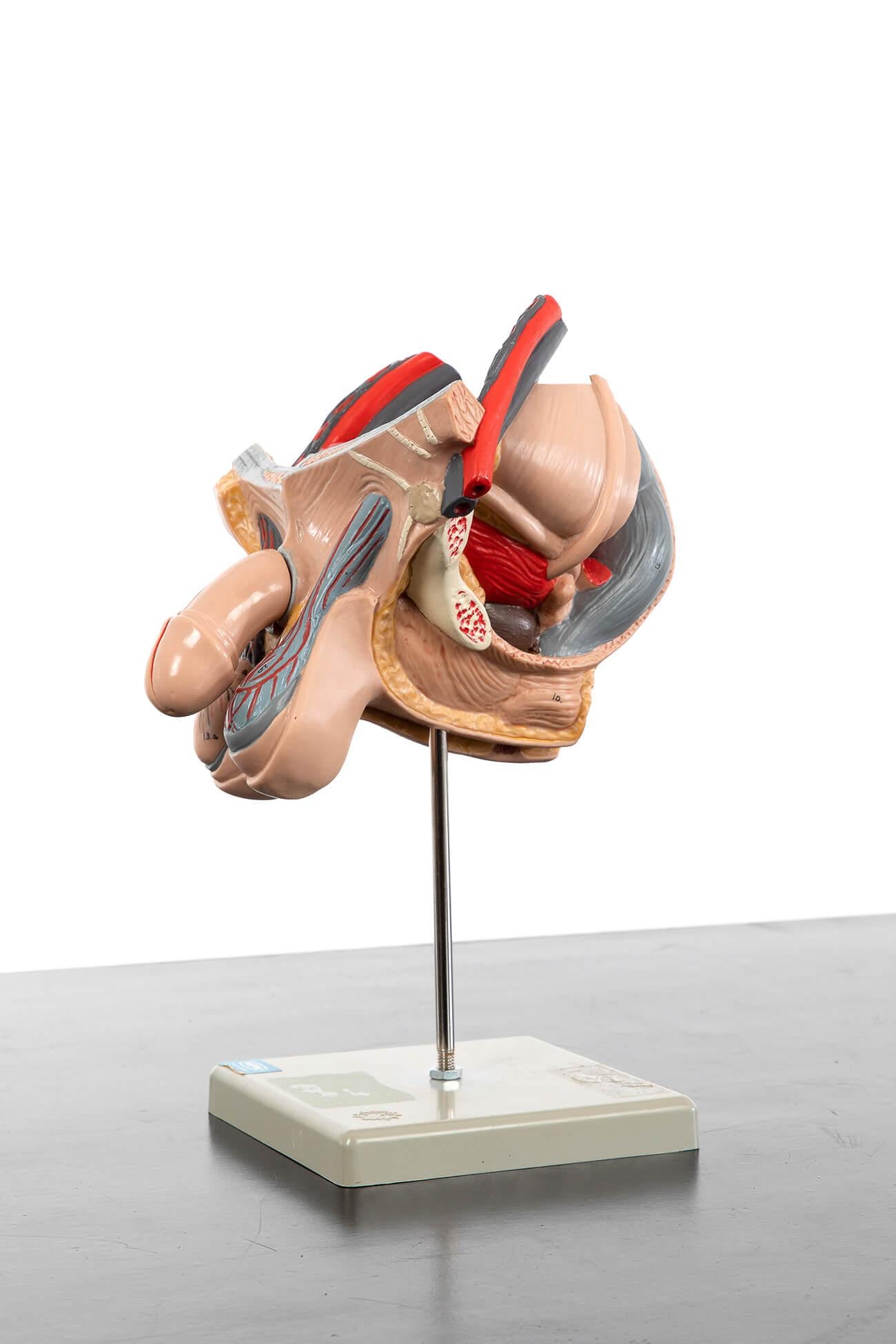 An internal and external model of the small pelvis of the male genitalia.

Made by Somso in Somsoplast with a hand-painted finish.

The model has excellent detailing and can be split along a cross-section revealing the internal sections. All are