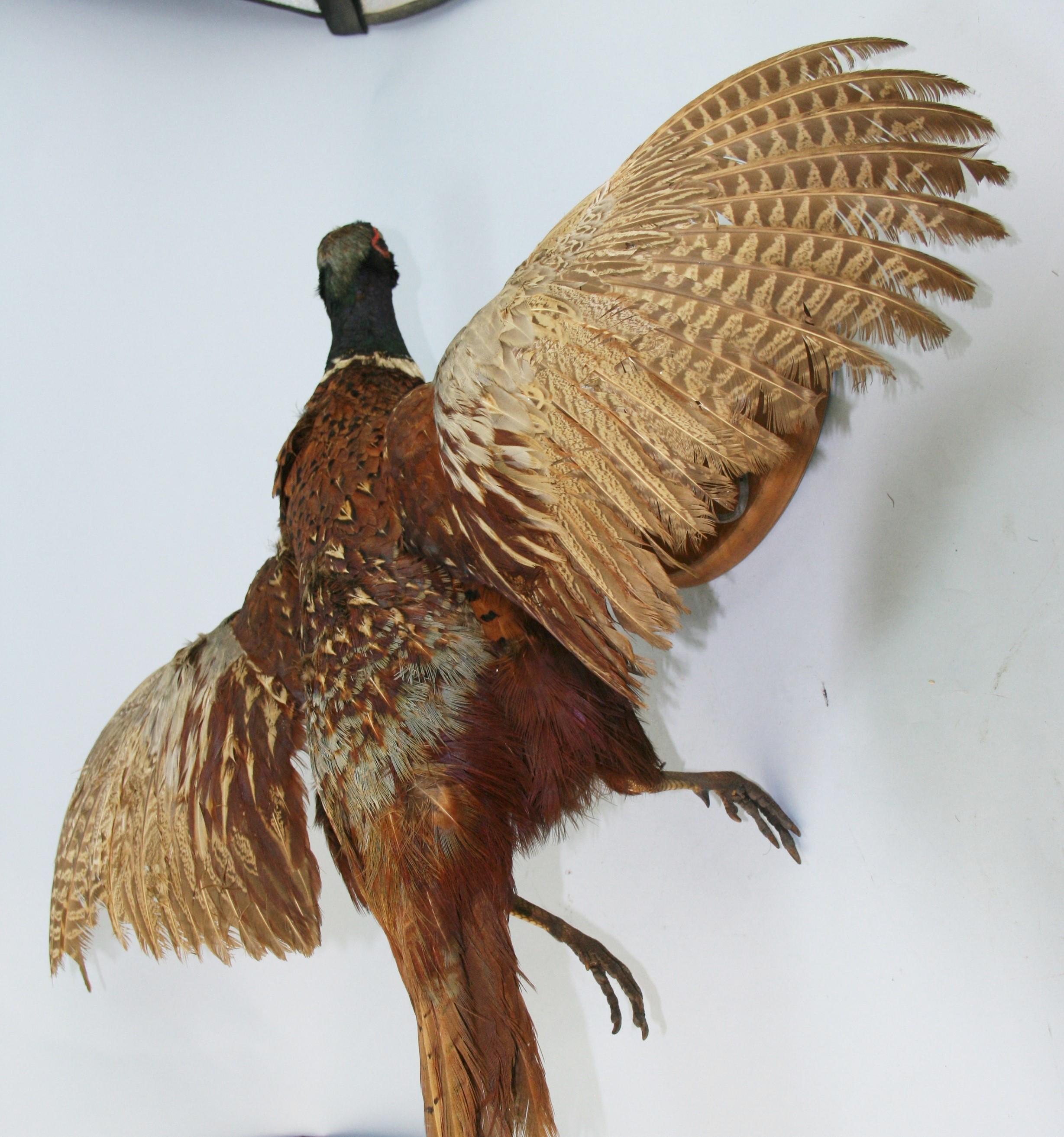 Male Ring Tale Pheasant Taxidermy For Sale 6