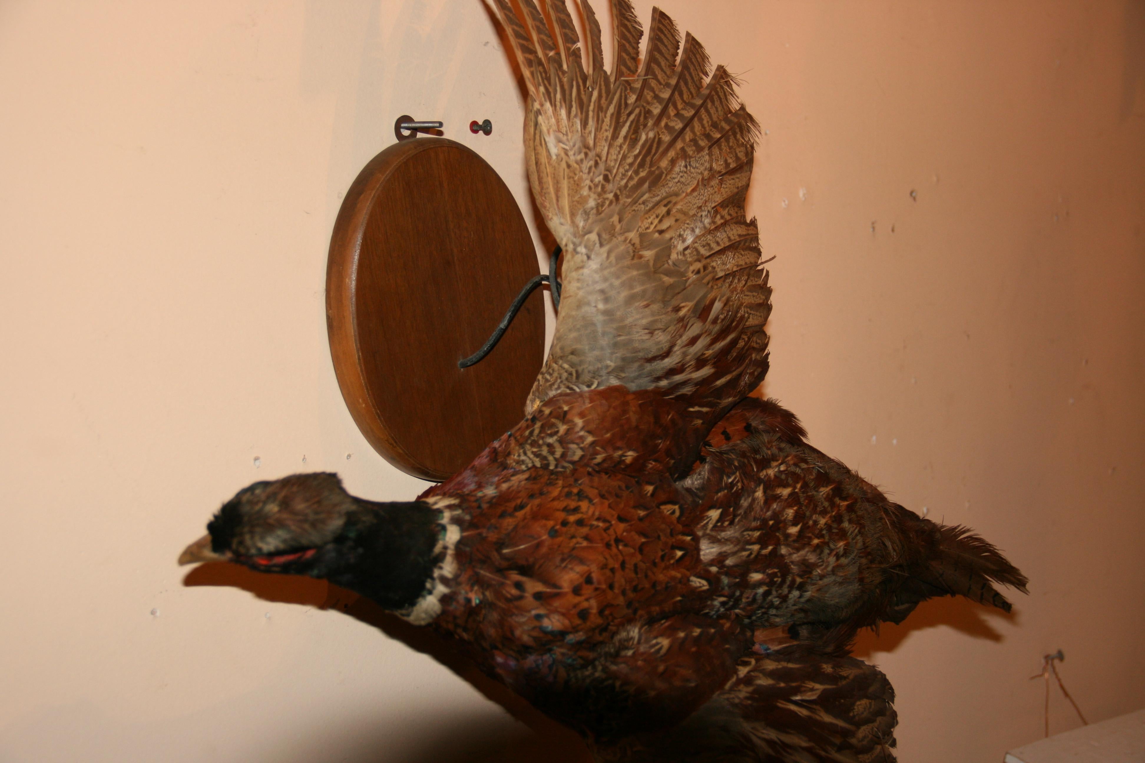 Male Ring Tale Pheasant Taxidermy For Sale 8