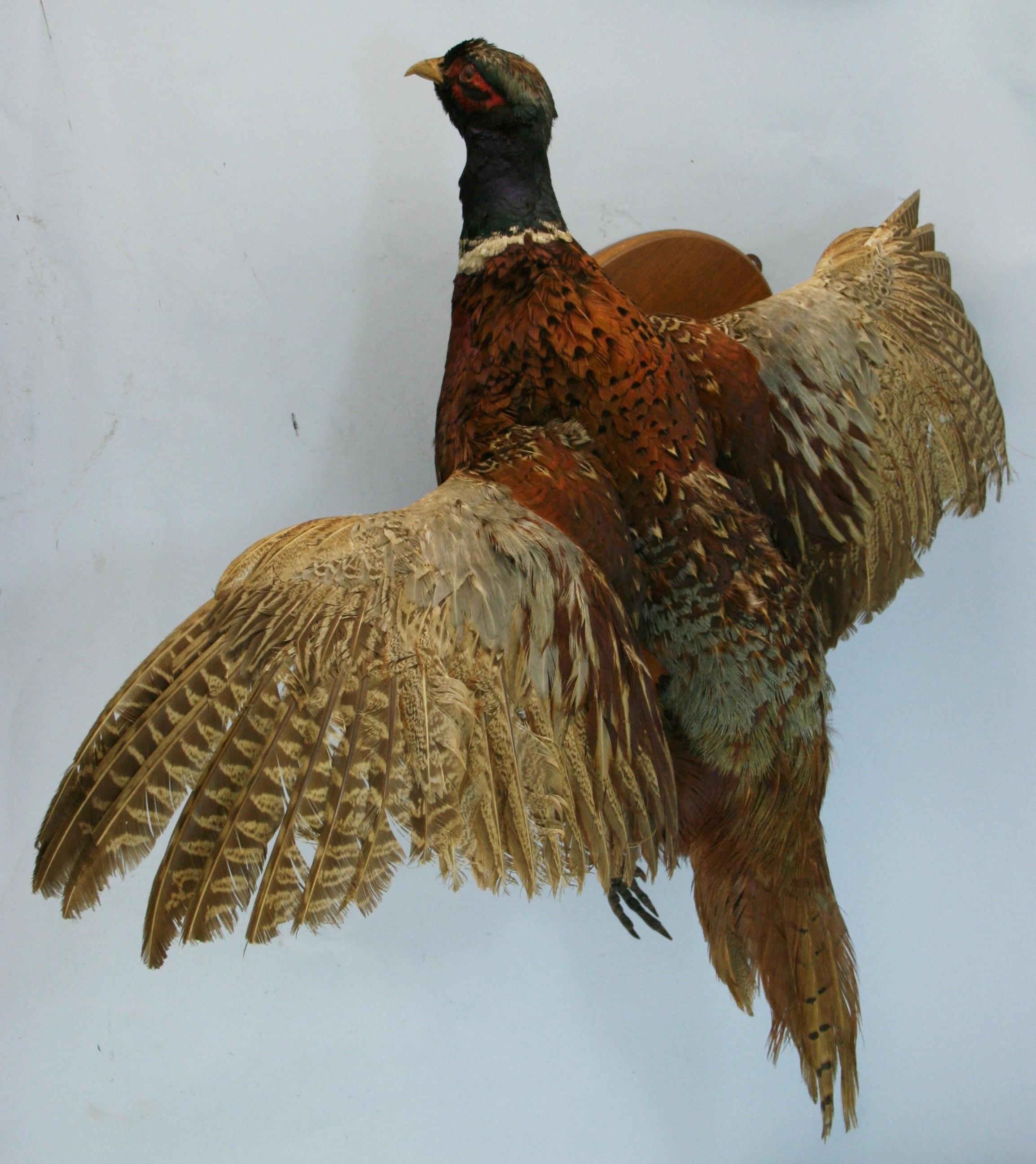 Male Ring tale pheasant taxidermy.
Mounted on wood wall plaque.