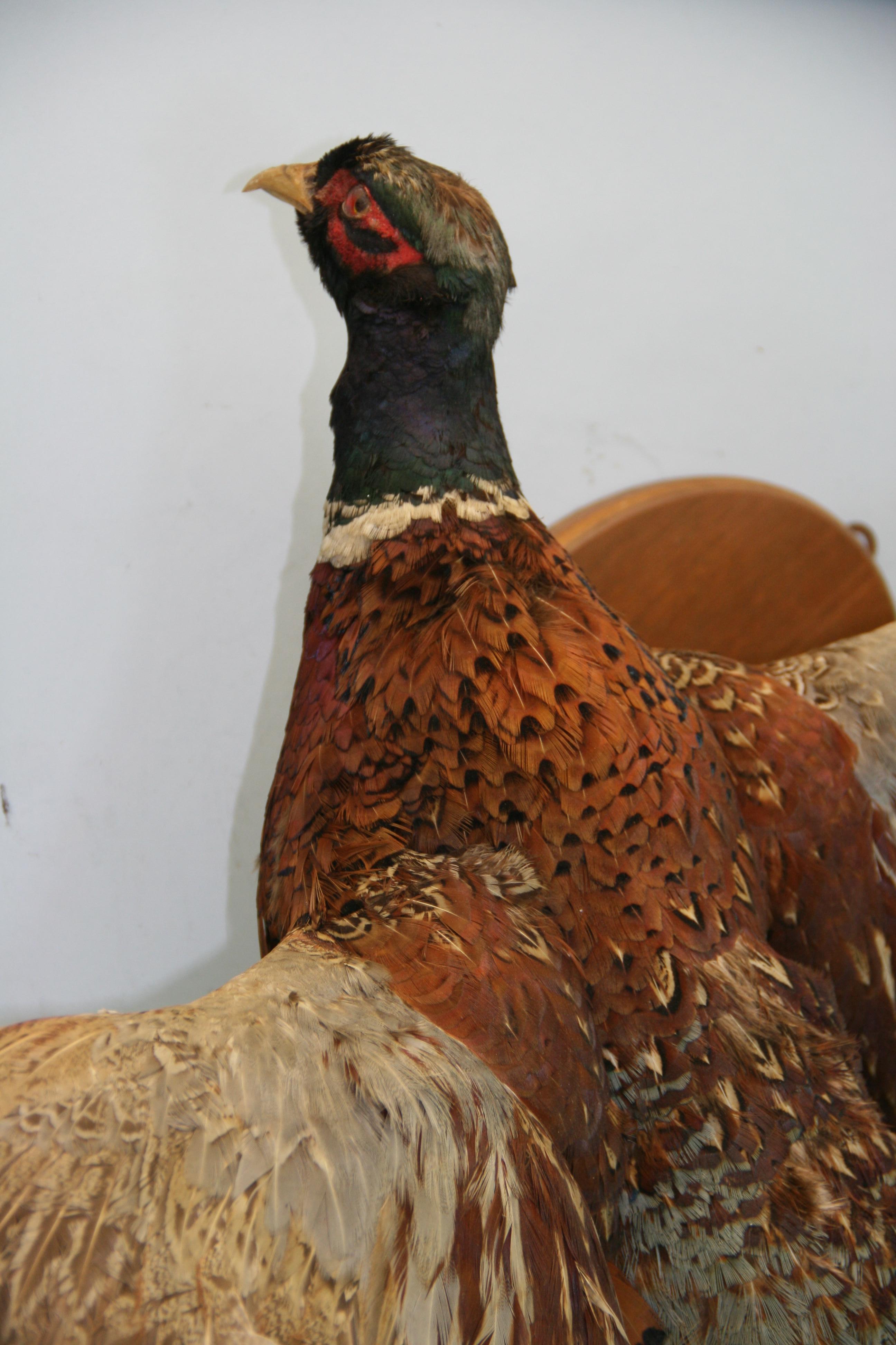 double pheasant mount