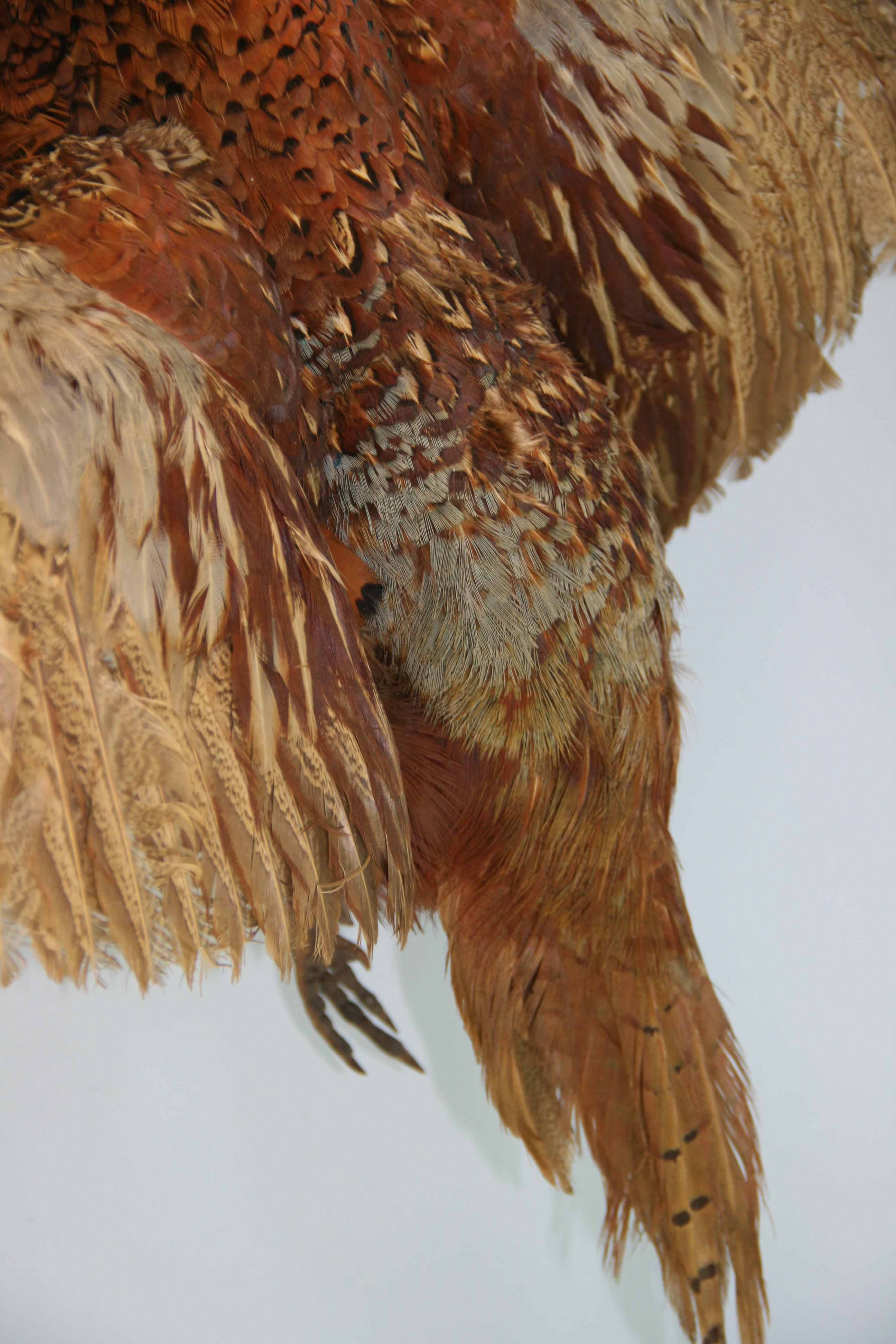 Male Ring Tale Pheasant Taxidermy In Good Condition For Sale In Douglas Manor, NY