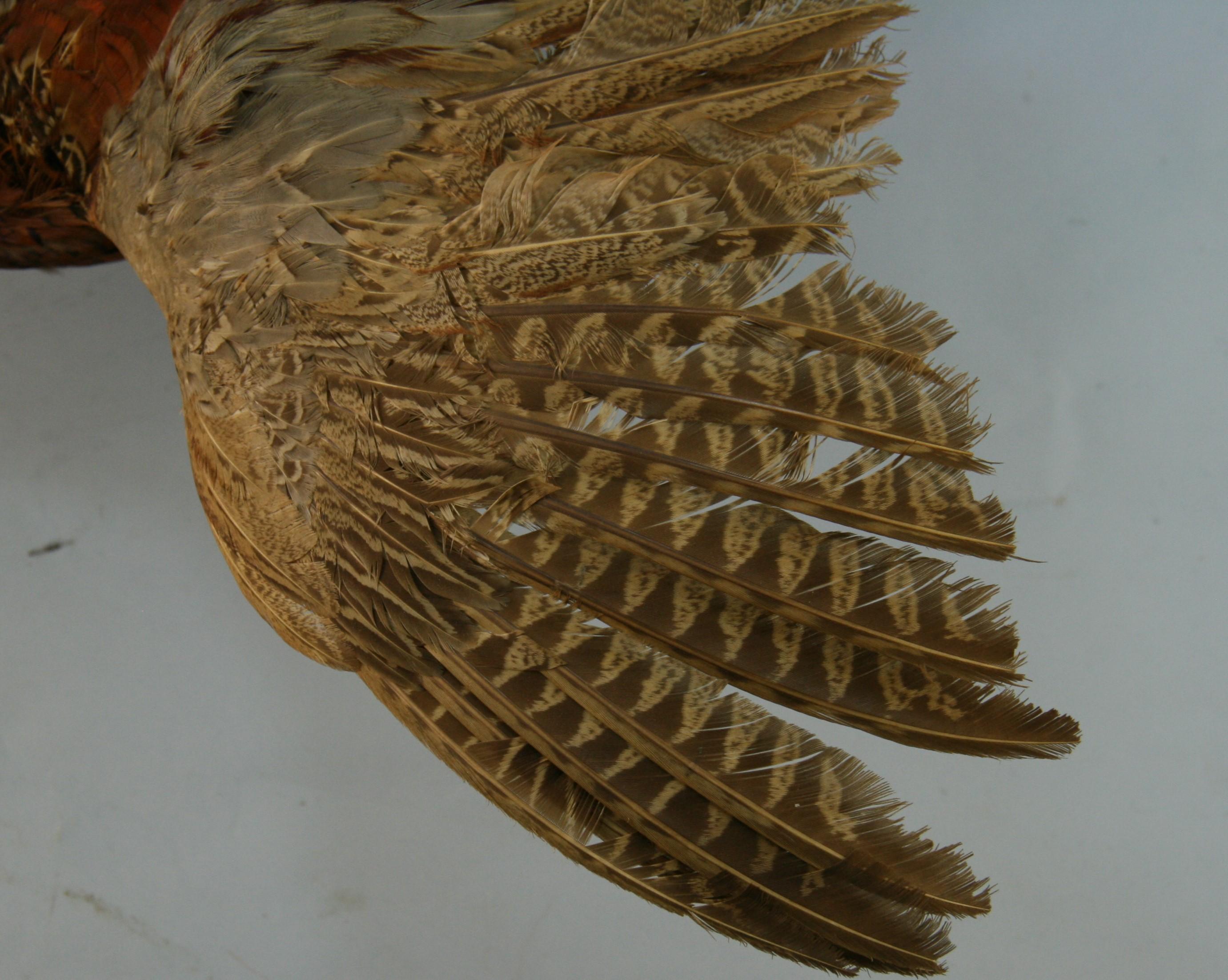 Animal Skin Male Ring Tale Pheasant Taxidermy For Sale