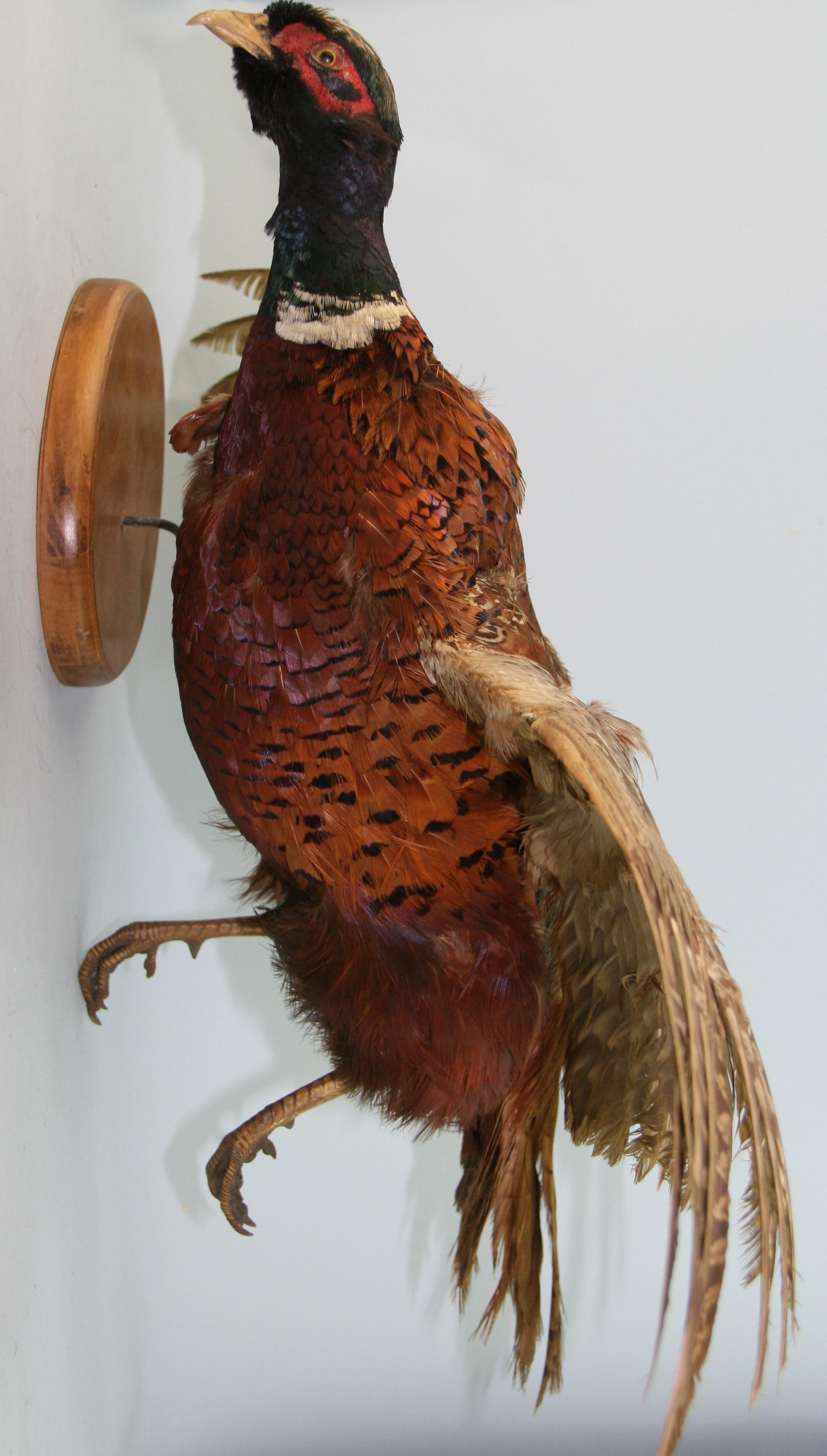 Male Ring Tale Pheasant Taxidermy For Sale 1