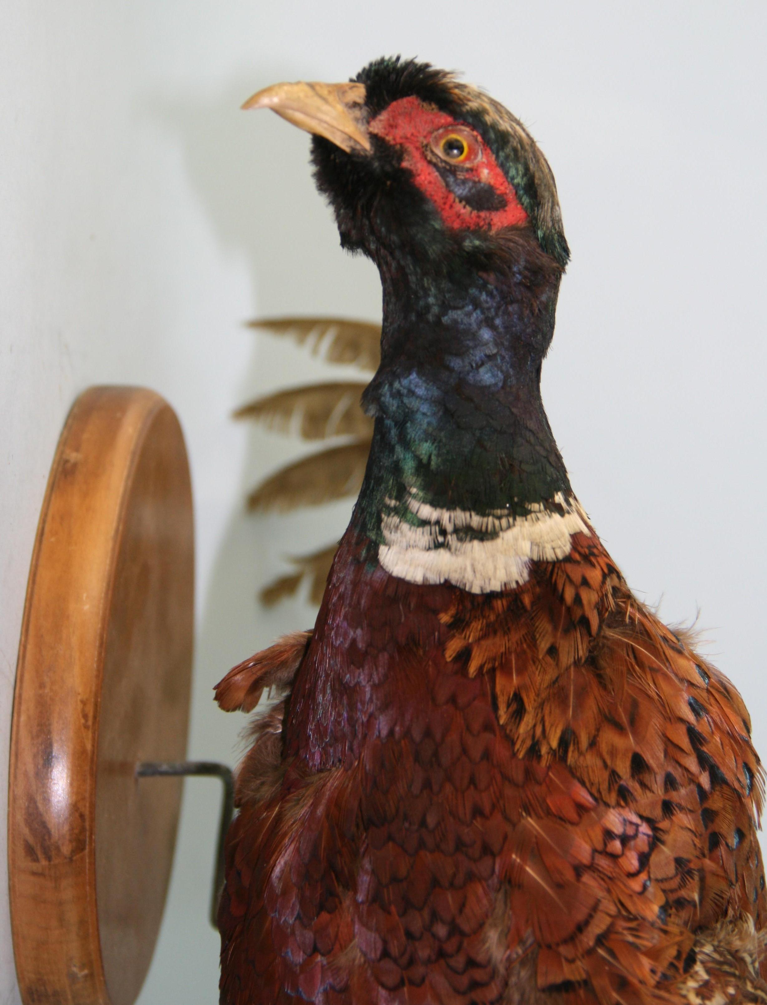 Male Ring Tale Pheasant Taxidermy For Sale 2