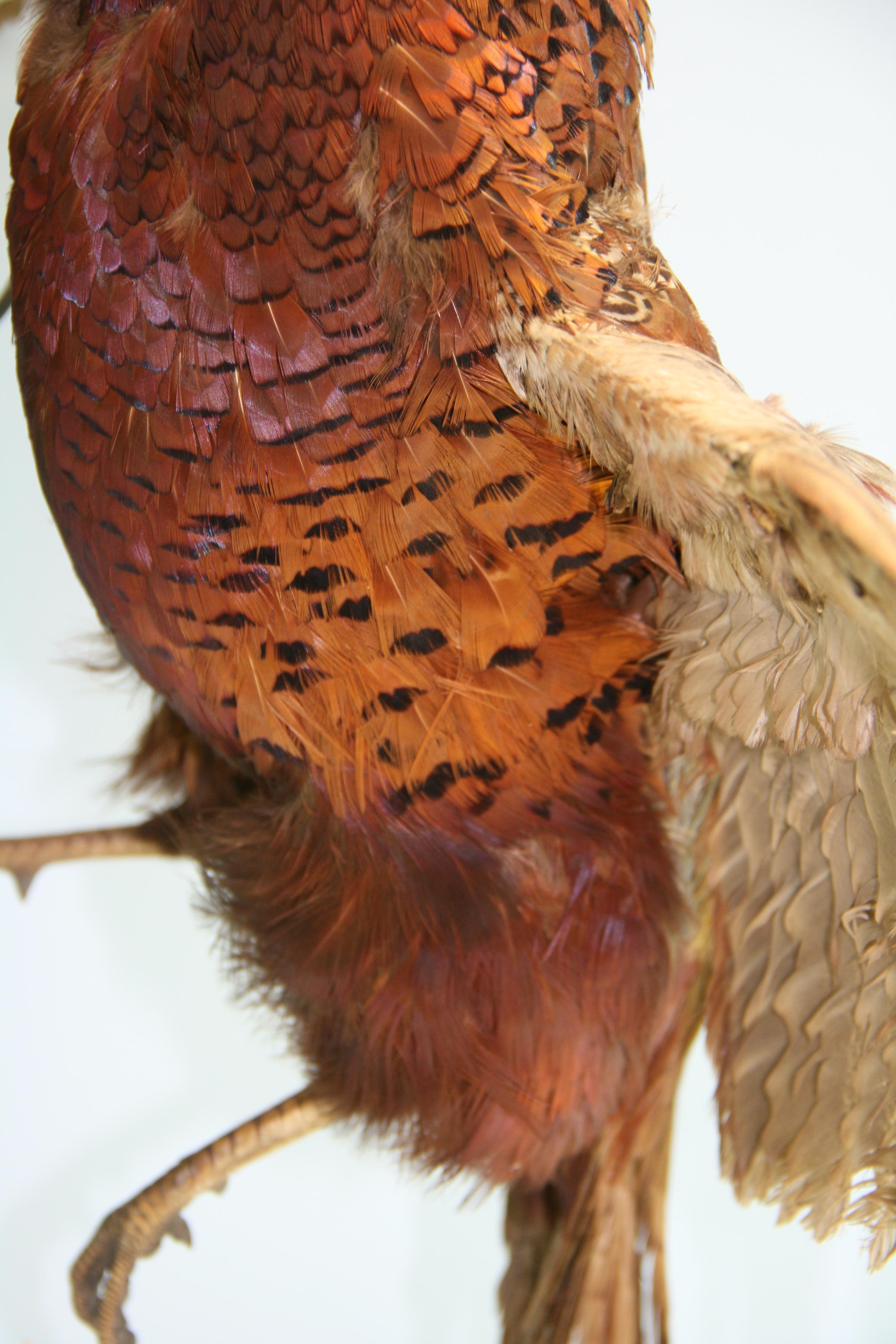 Male Ring Tale Pheasant Taxidermy For Sale 3