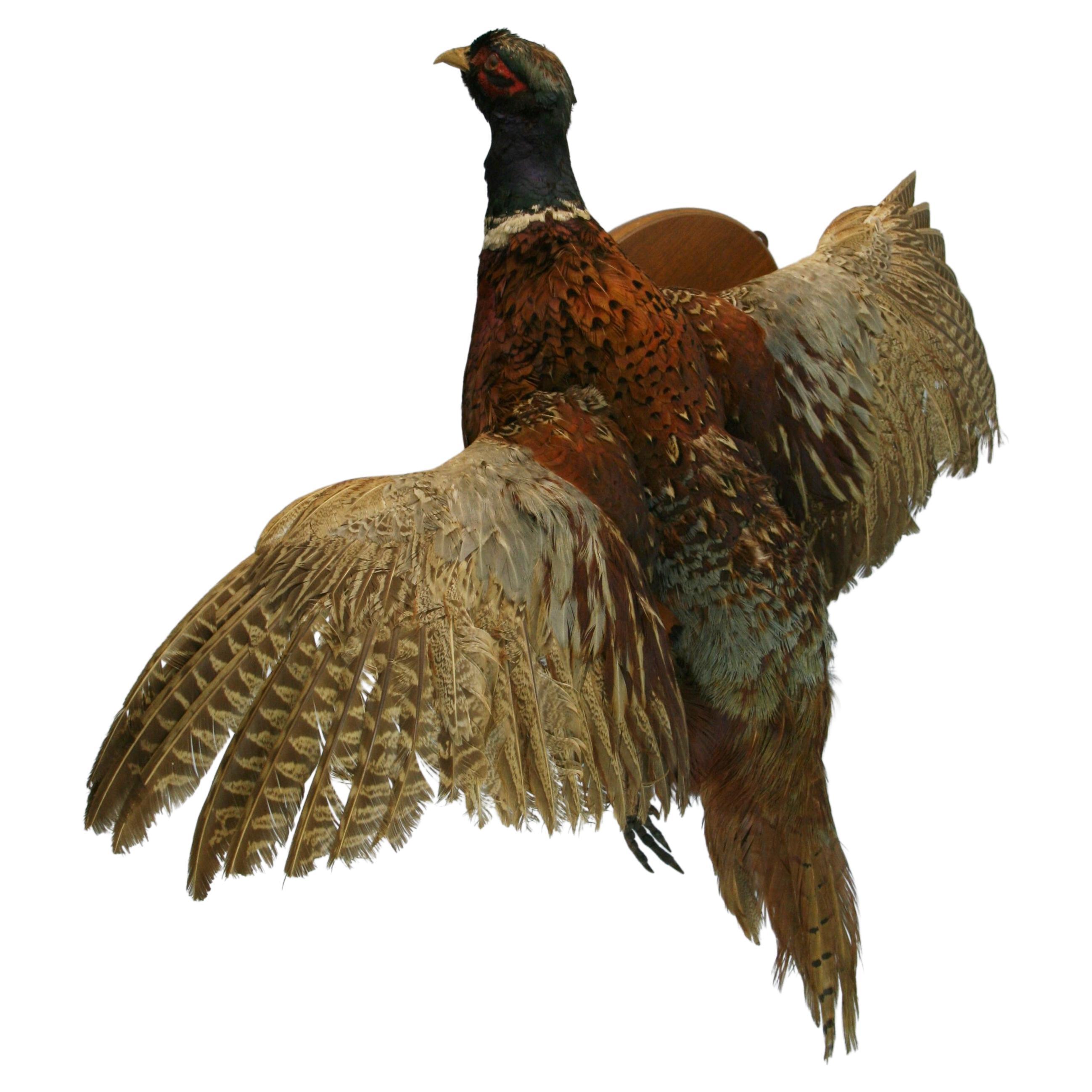 Bague d'homme Tale Pheasant Taxidermy