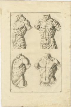 Male Torso Studies after de Lairesse German Academic Anatomy, ca.1745