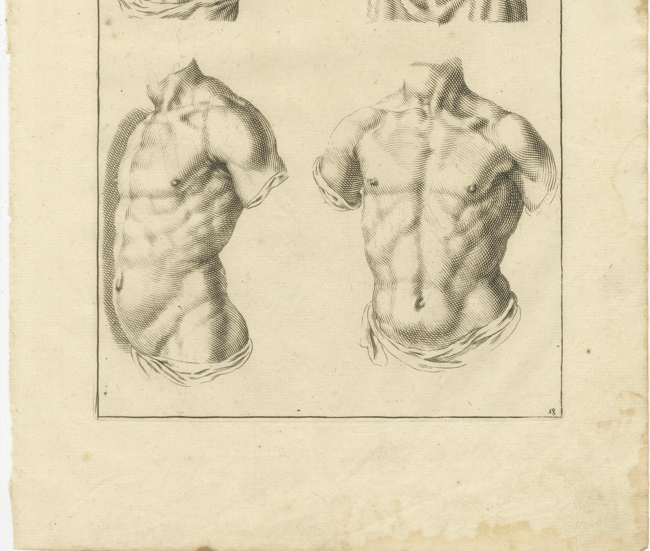 Male Torso Studies after de Lairesse German Academic Anatomy, ca.1745
