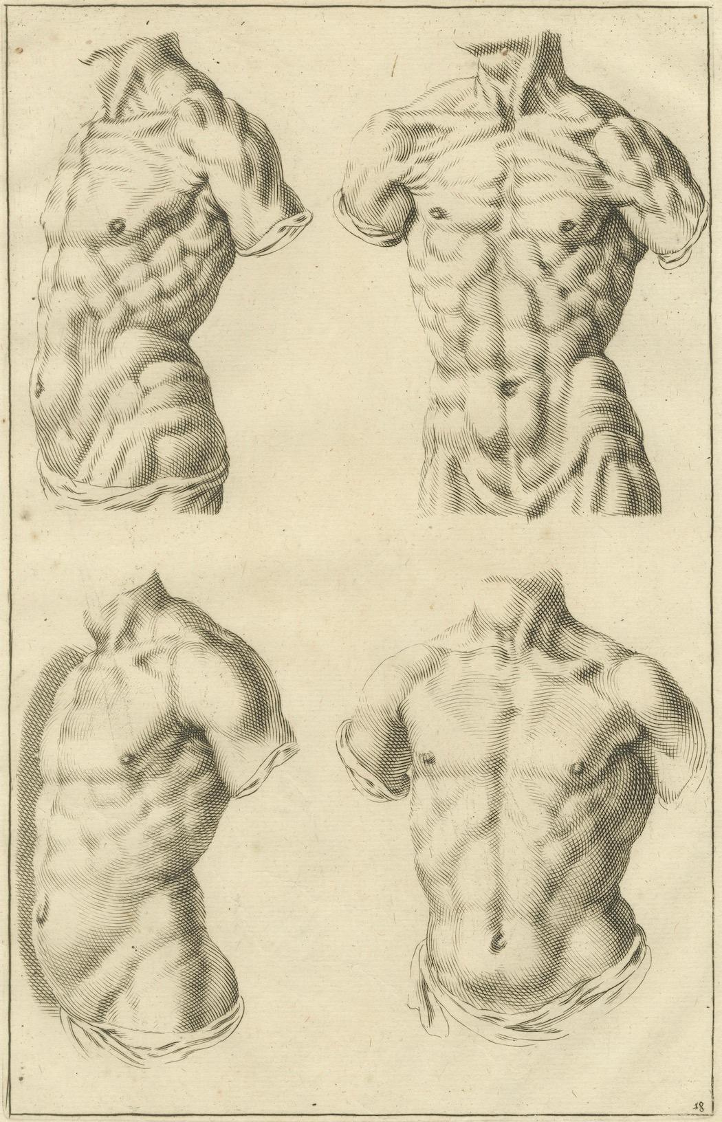 Male Torso Studies after de Lairesse German Academic Anatomy, ca.1745