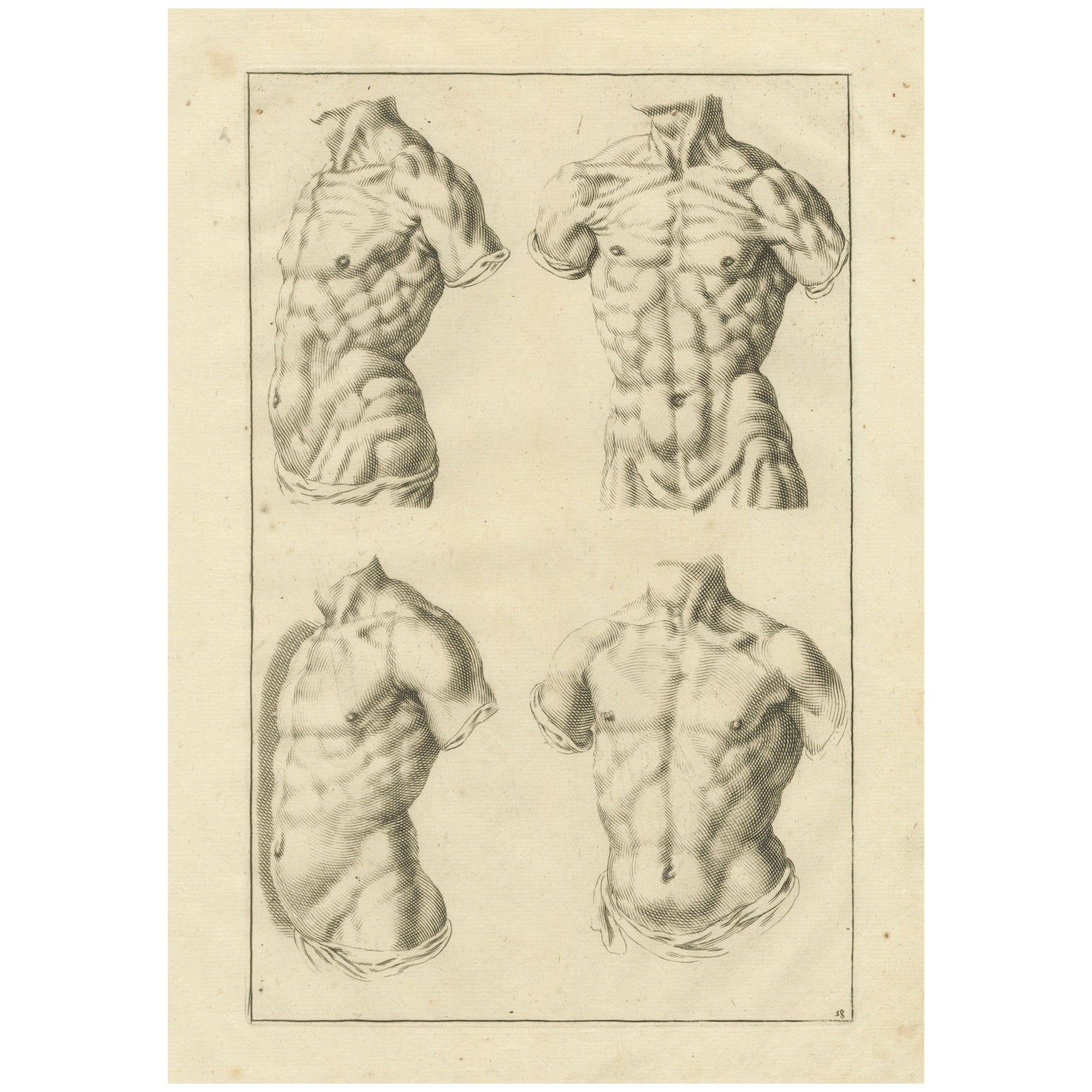 Male Torso Studies after de Lairesse German Academic Anatomy, ca.1745