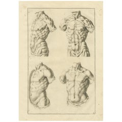 Male Torso Studies after de Lairesse German Academic Anatomy, ca.1745