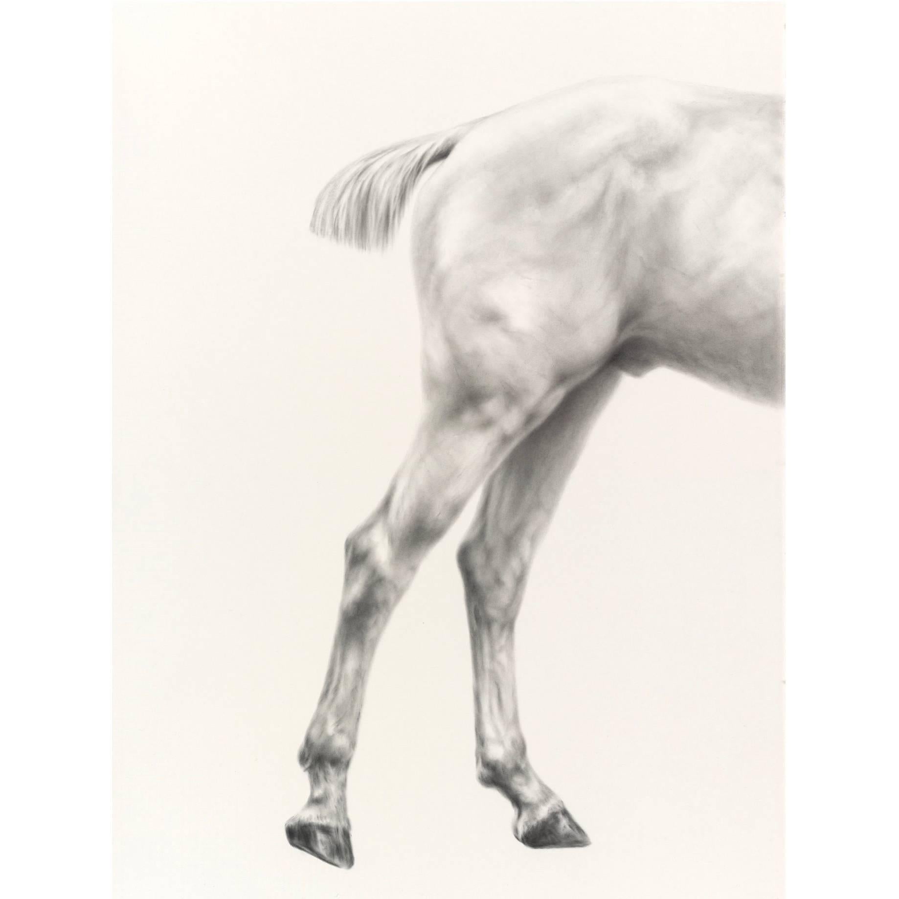 Mali Moir Horses 'Hunting' - Glutaeus Magnificus Charcoal on Canvas 2015 For Sale
