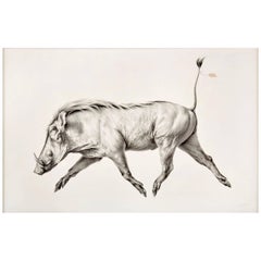 Mali Moir Hypotype - Cape Warthog Charcoal on Cotton Canvas - The Red List 201  