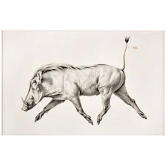 Mali Moir Hypotype - Cape Warthog Charcoal on Cotton Canvas - The Red List 201
