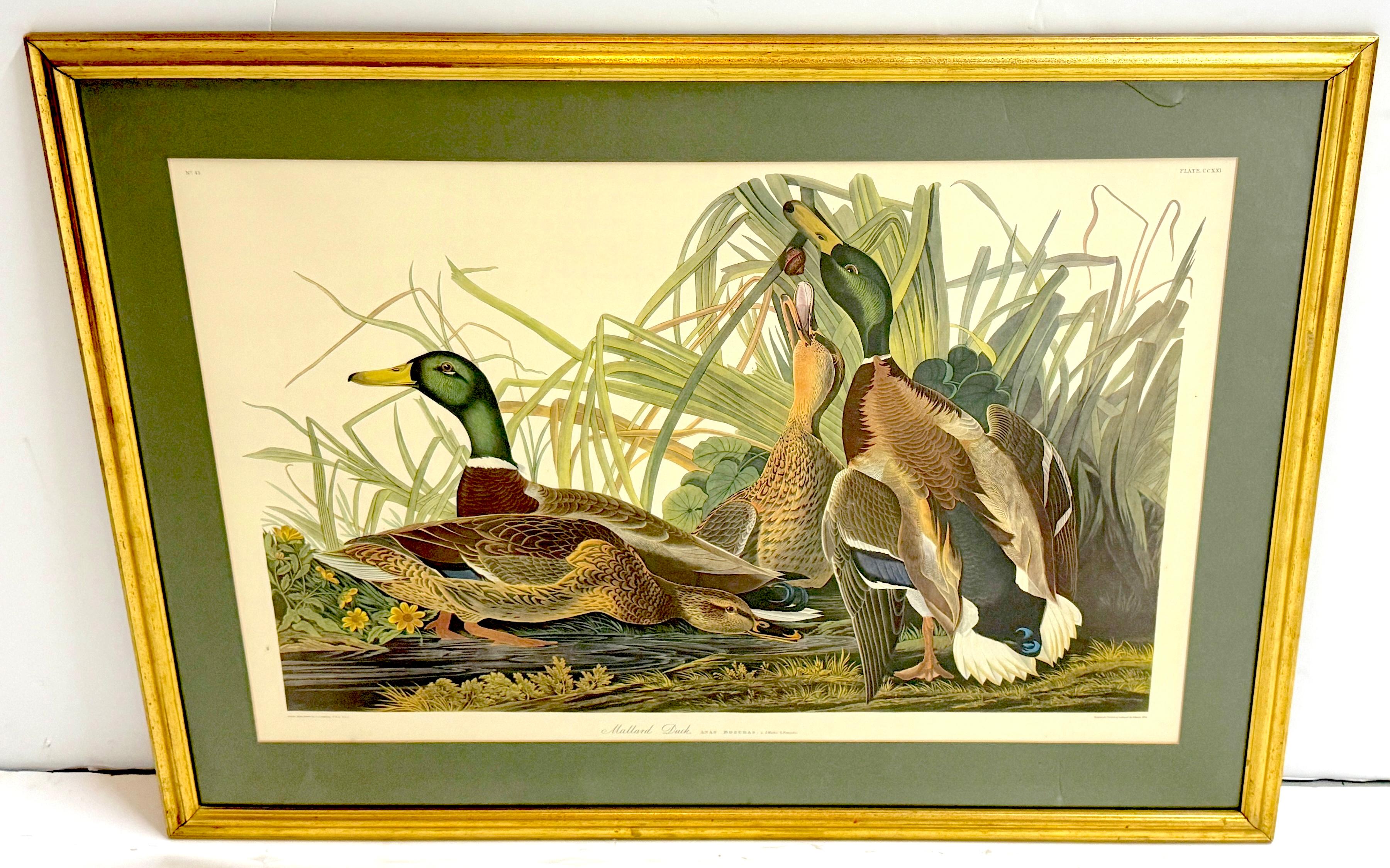 Canard colvert et canard chipeau, d'après John James Audubon, 20e siècle en vente 4