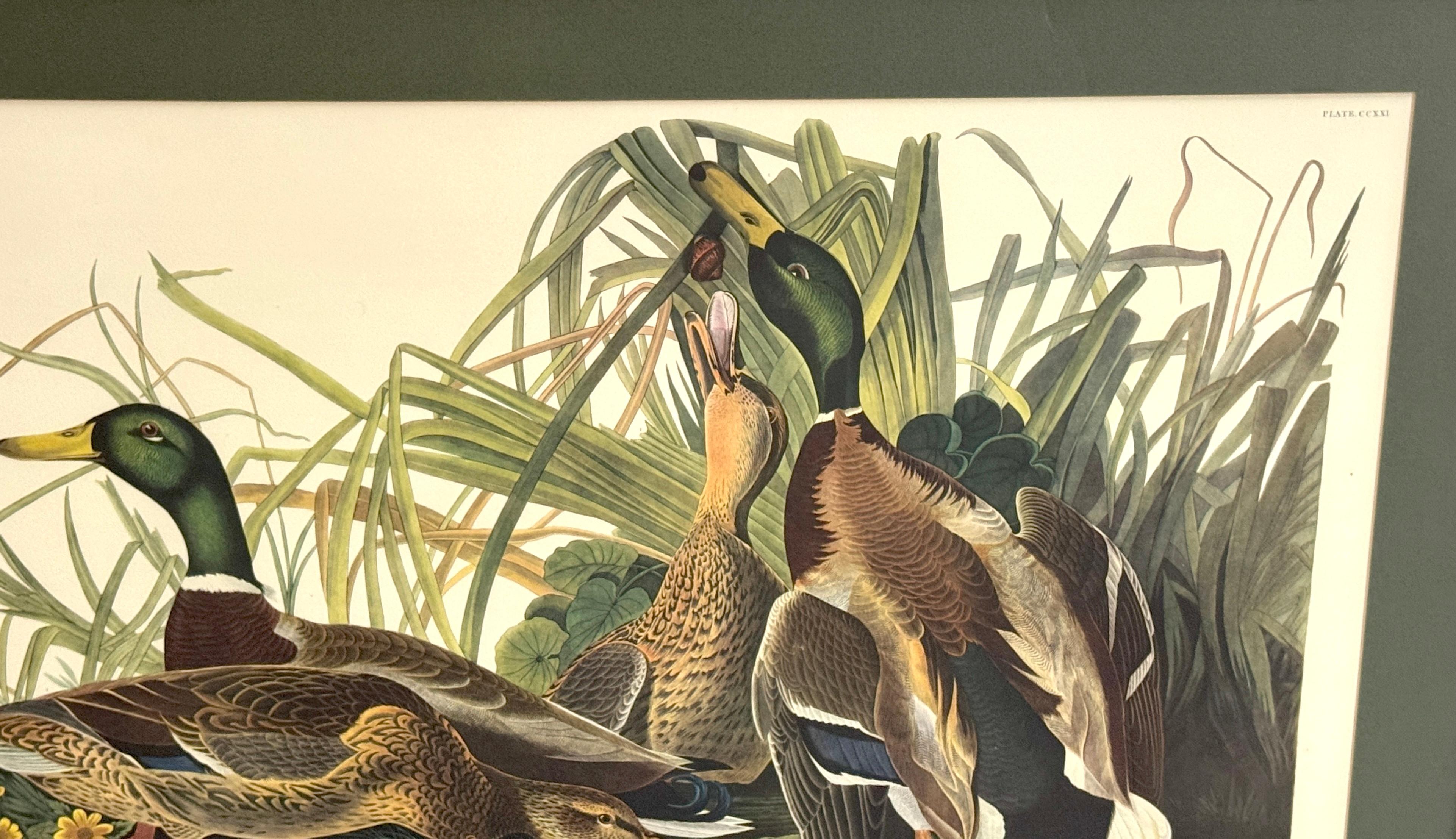 Canard colvert et canard chipeau, d'après John James Audubon, 20e siècle en vente 5