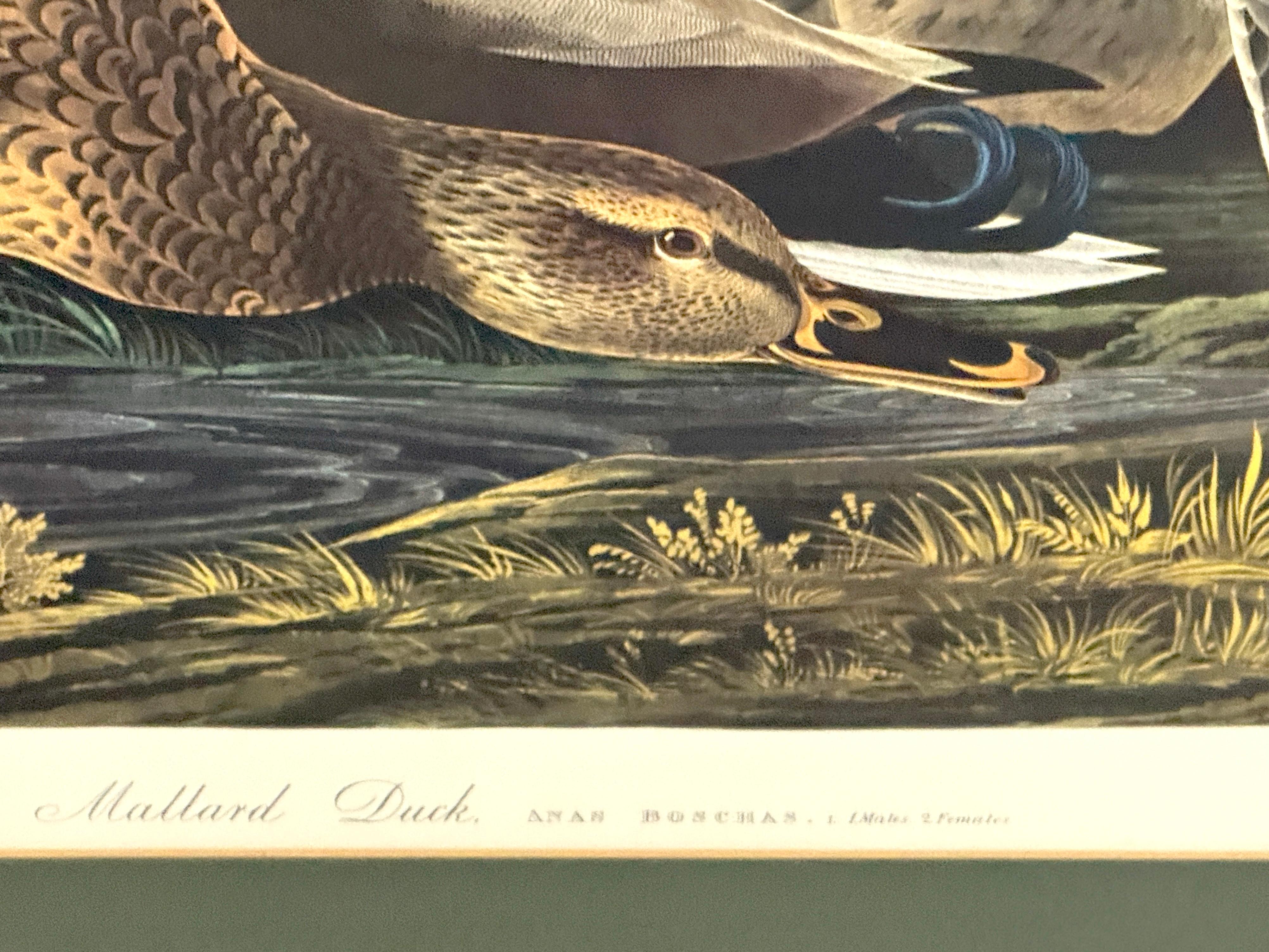 Canard colvert et canard chipeau, d'après John James Audubon, 20e siècle en vente 6