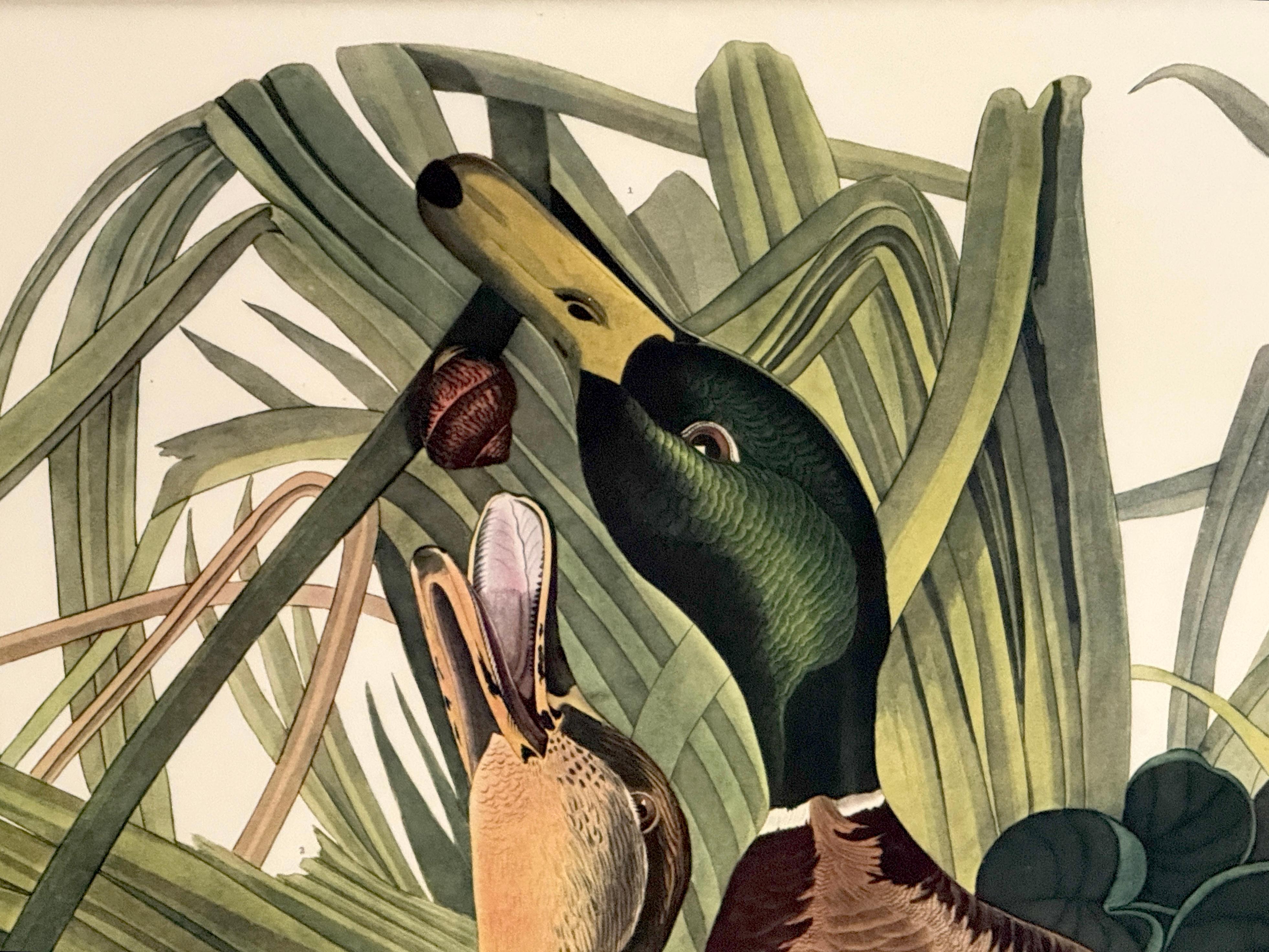 Canard colvert et canard chipeau, d'après John James Audubon, 20e siècle en vente 7